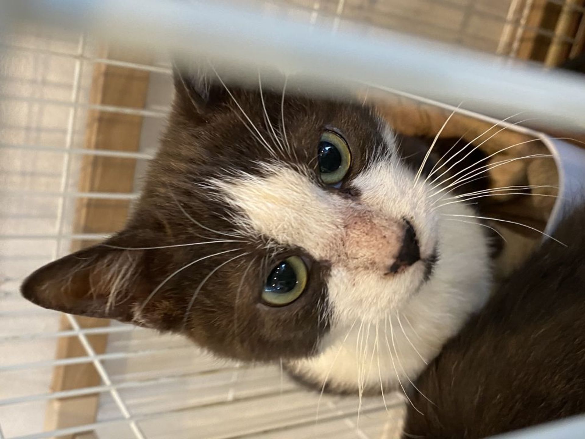雑種（ミックス猫）・オスの里親募集の写真