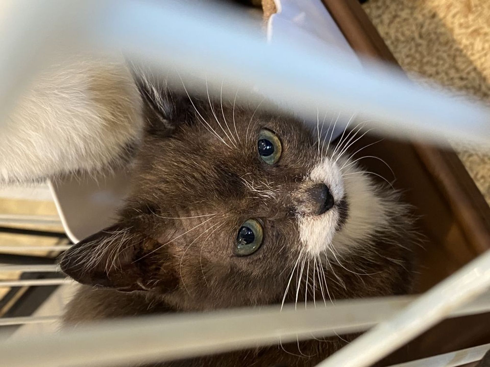 雑種（ミックス猫）・オスの里親募集の写真