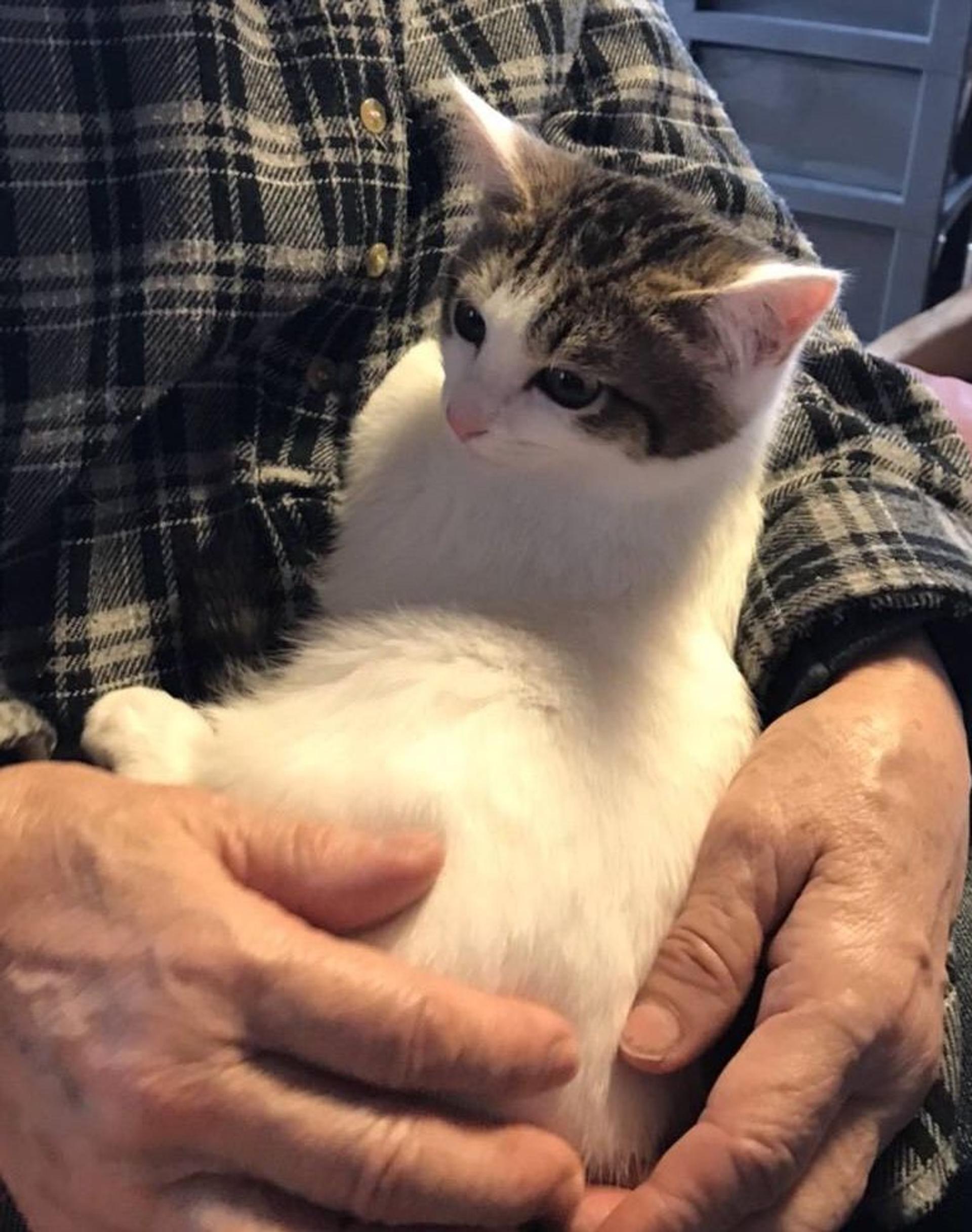 pet-image-2