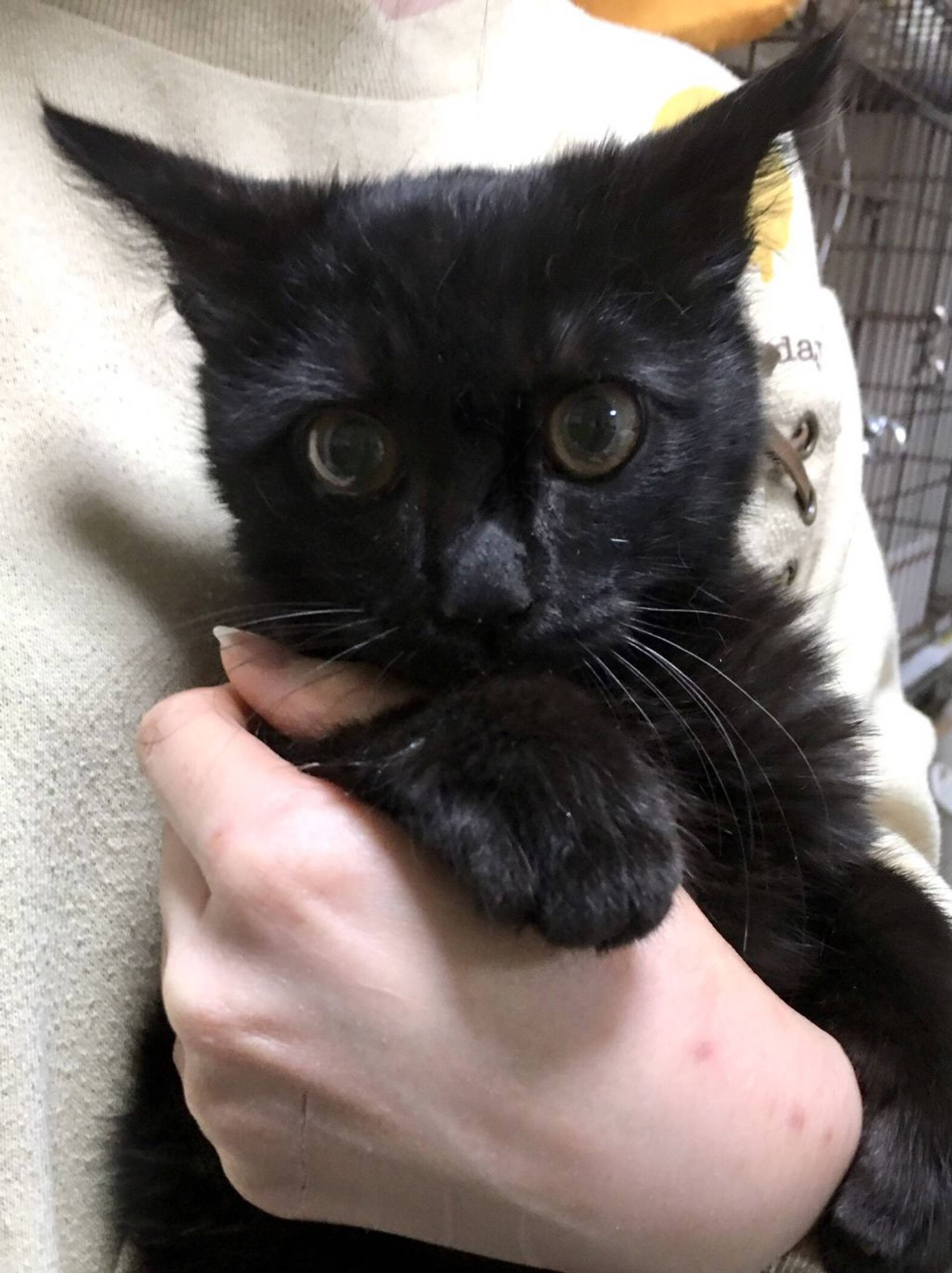 雑種（ミックス猫）・オスの里親募集の写真