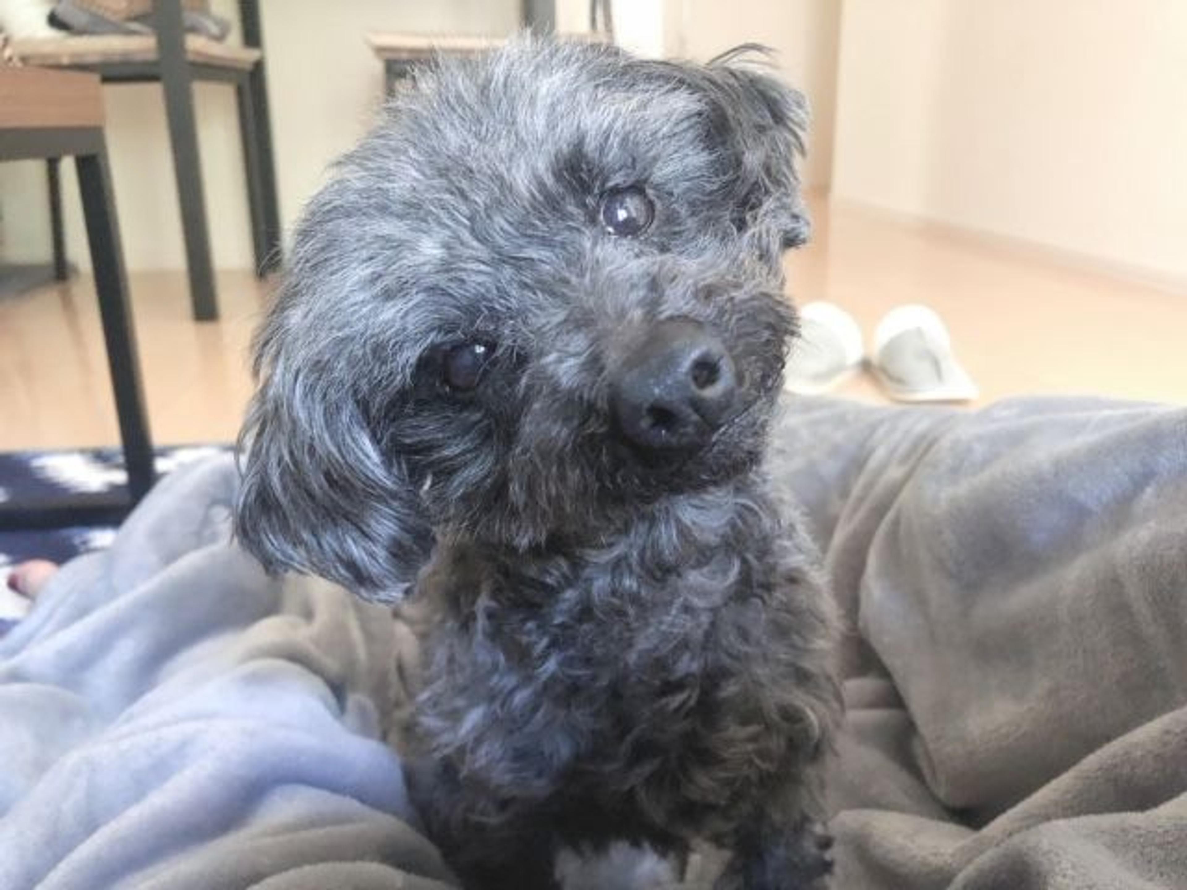pet-image-2