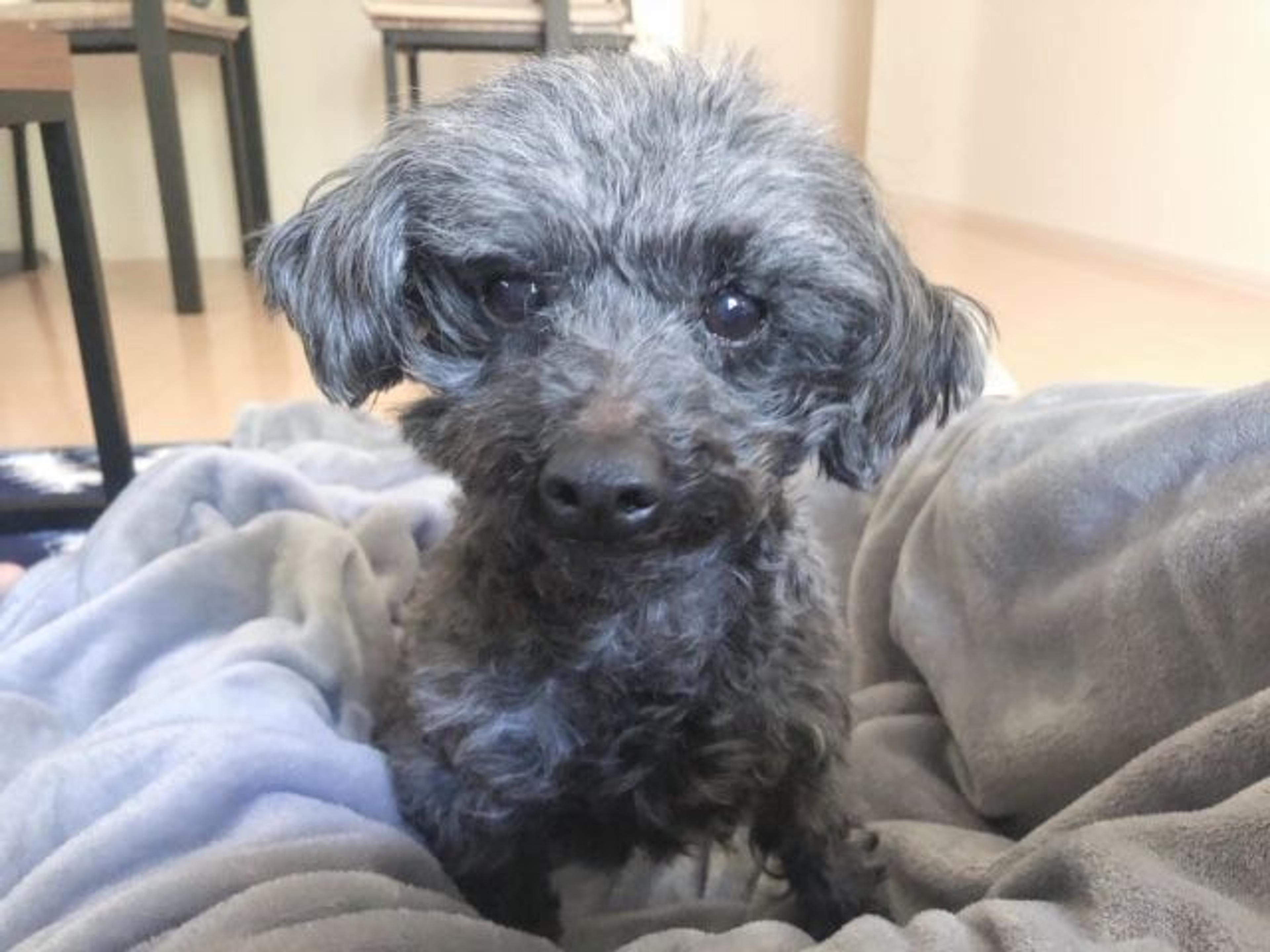 pet-image-3