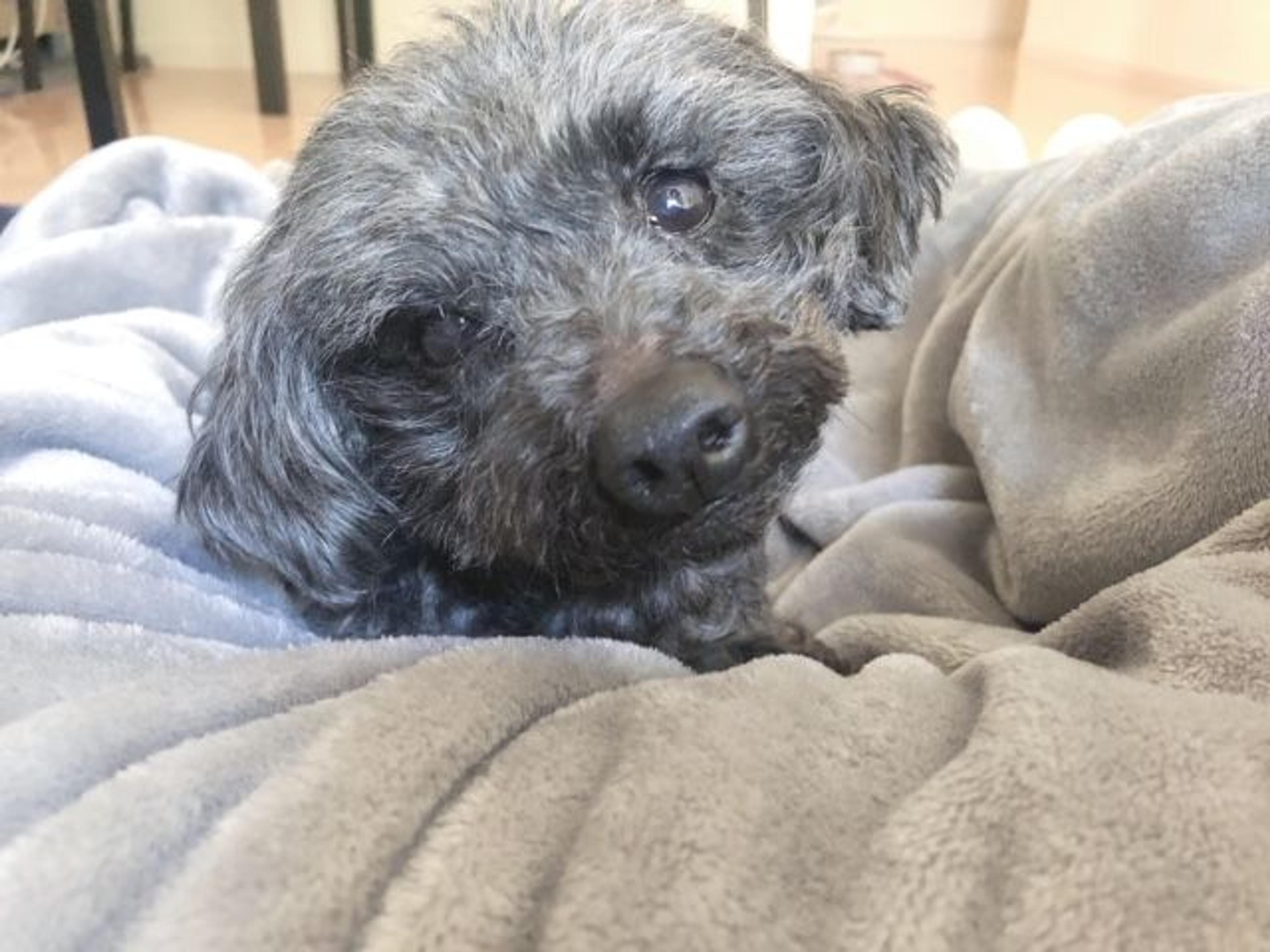 pet-image-4