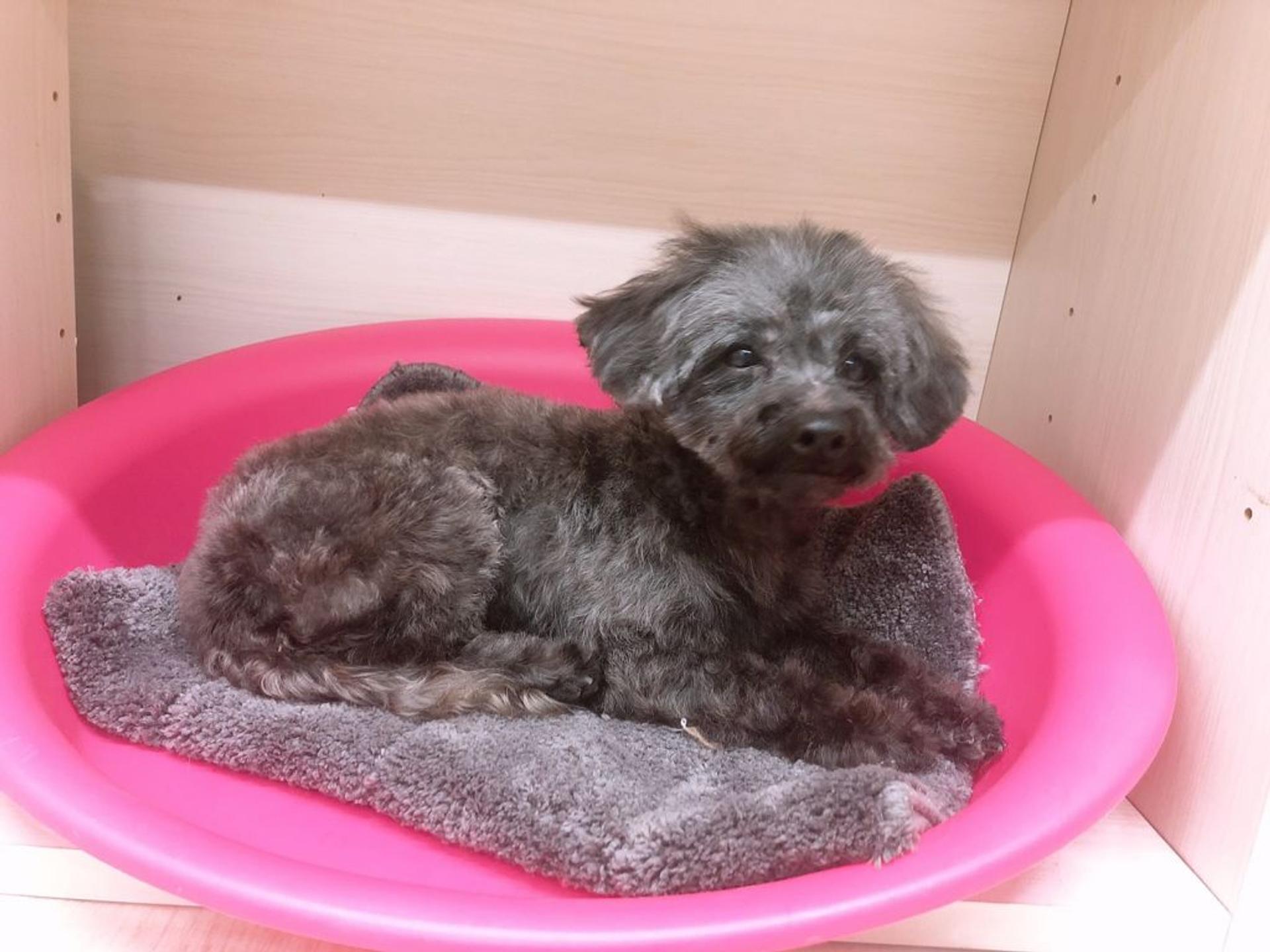 pet-image-6