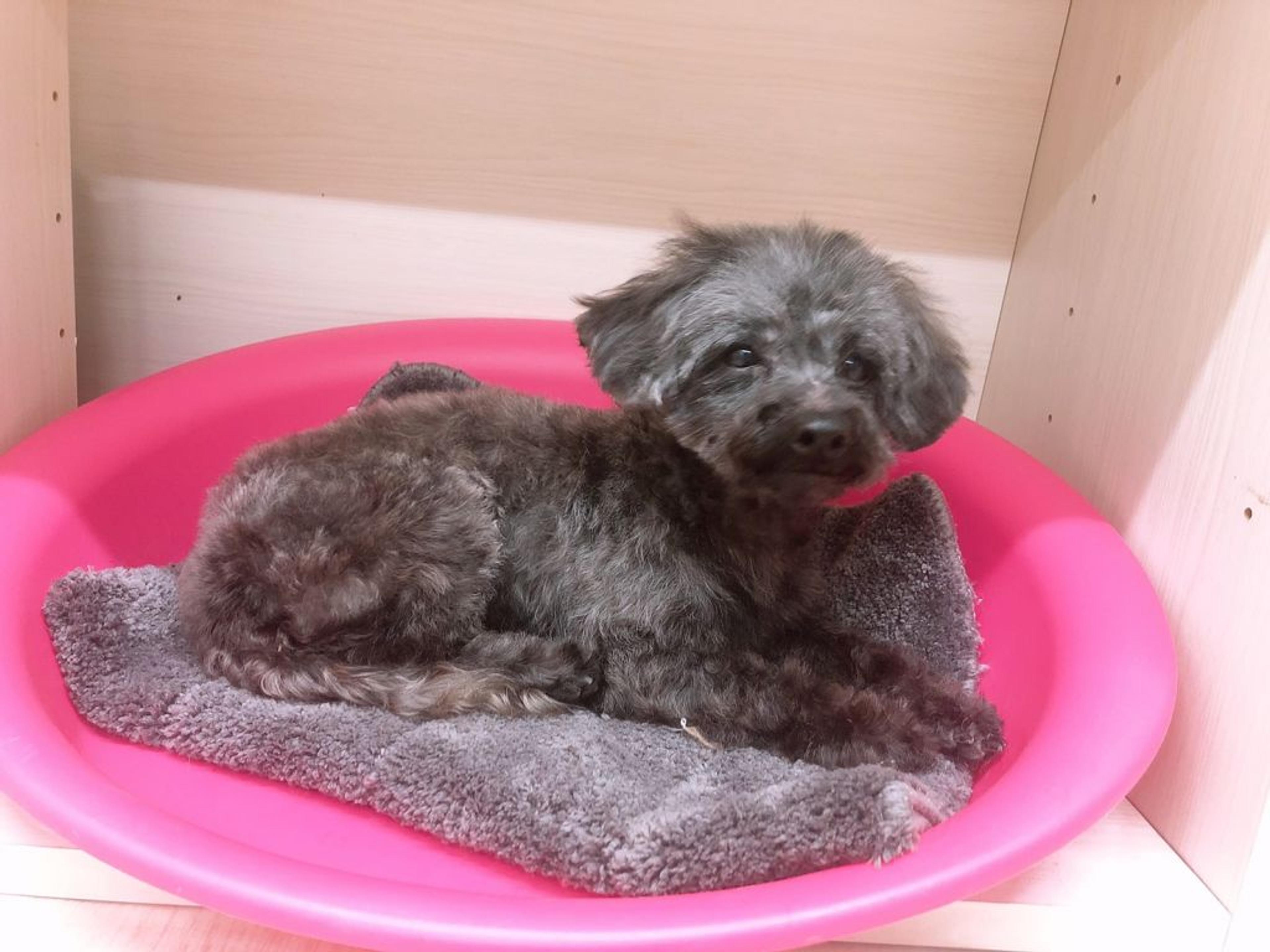 pet-image-6
