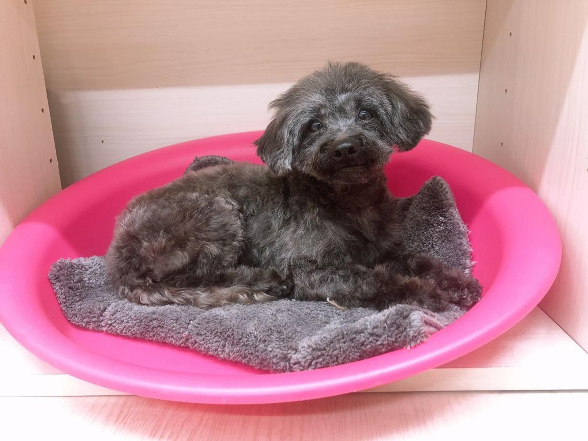 pet-image-7