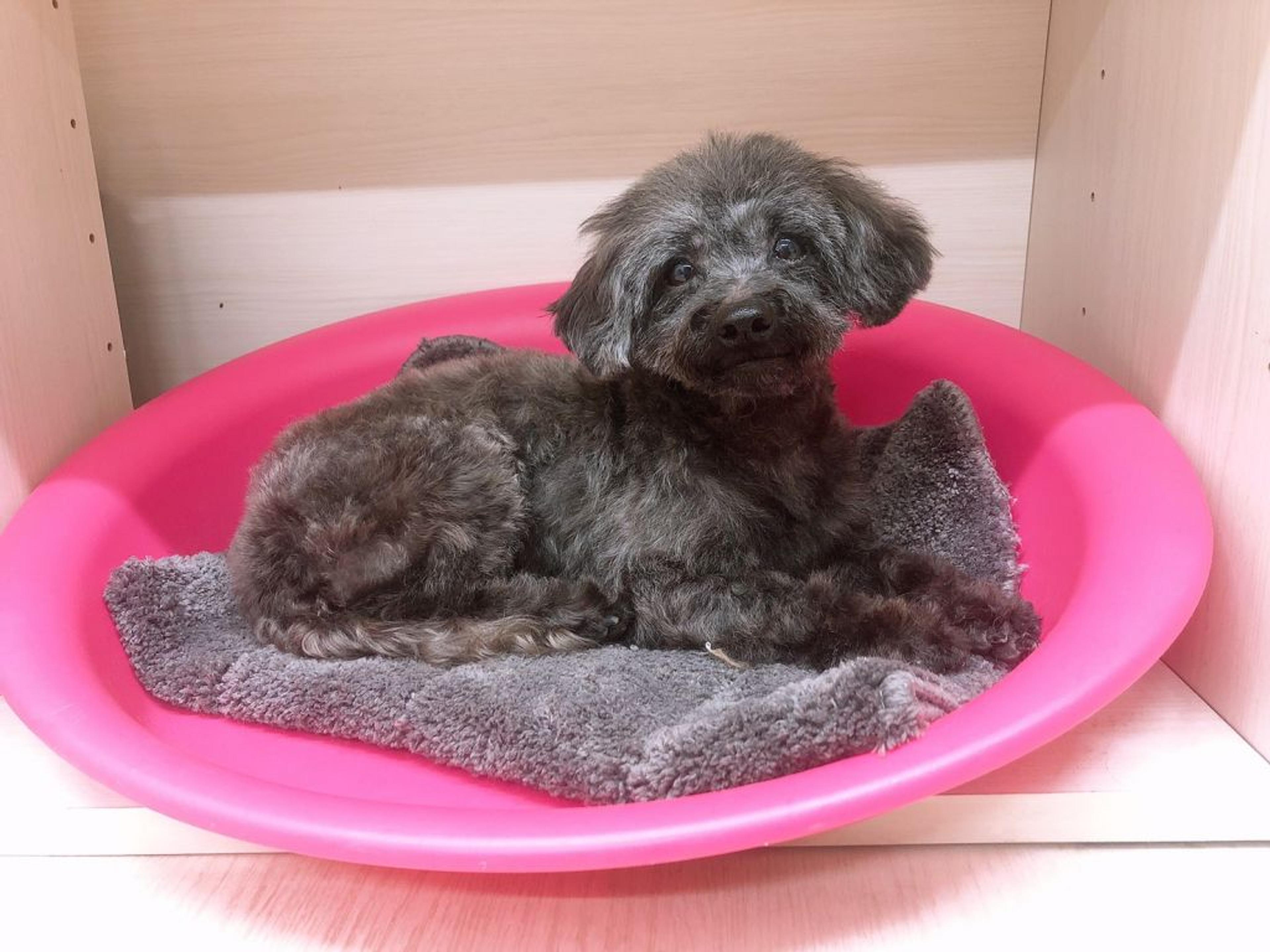 pet-image-7