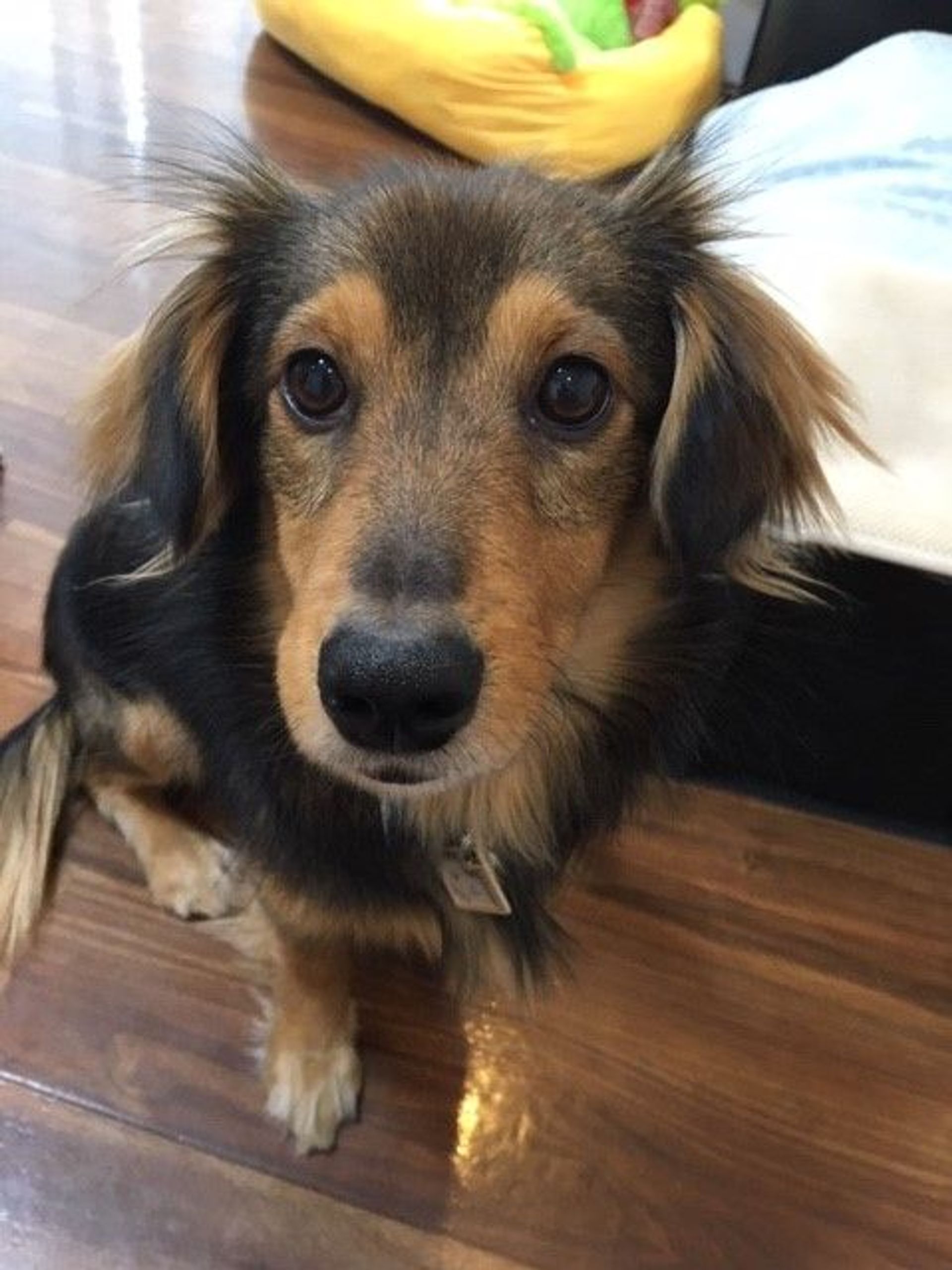 雑種（ミックス犬）・オスの里親募集の写真