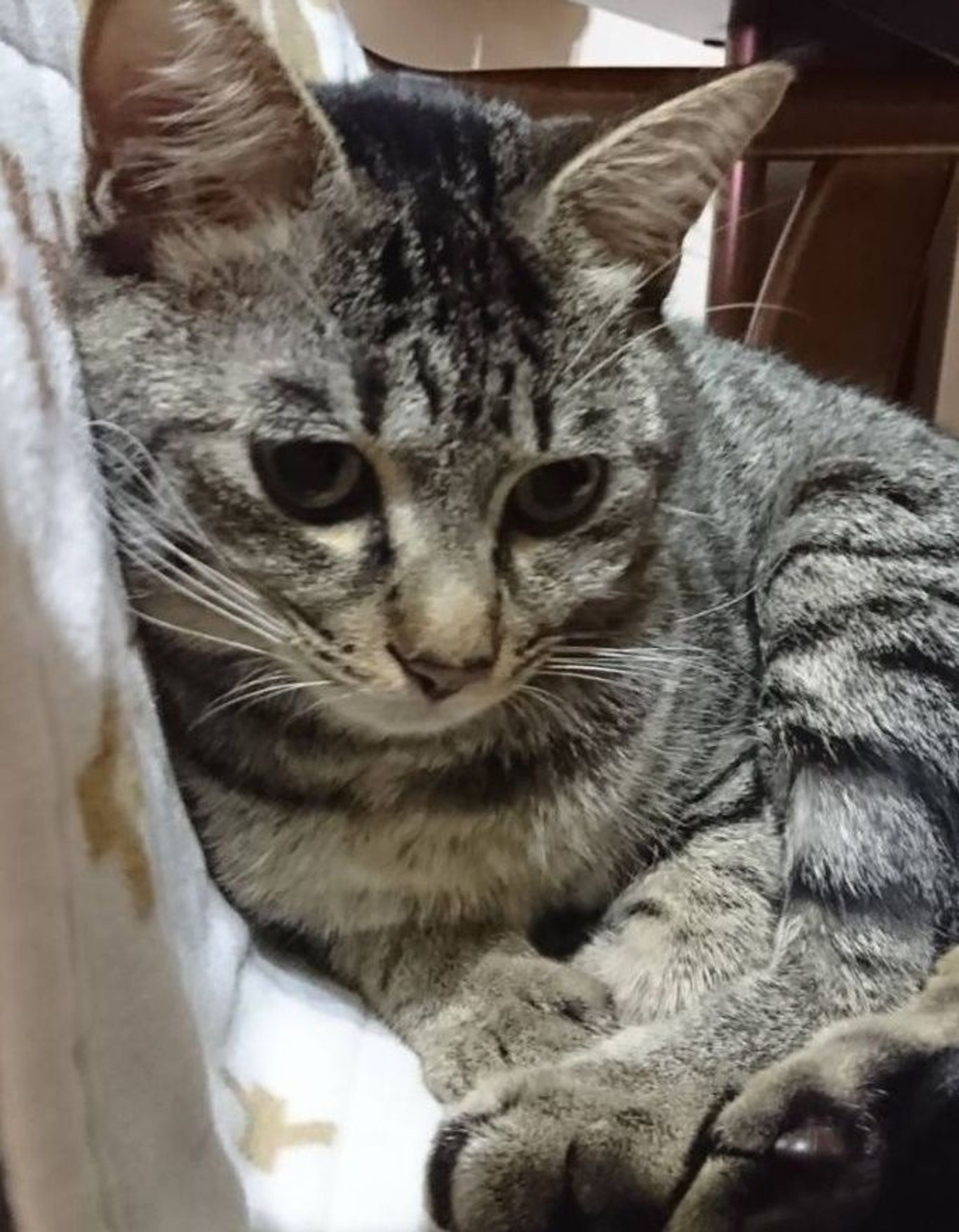 雑種（ミックス猫）・オスの里親募集の写真