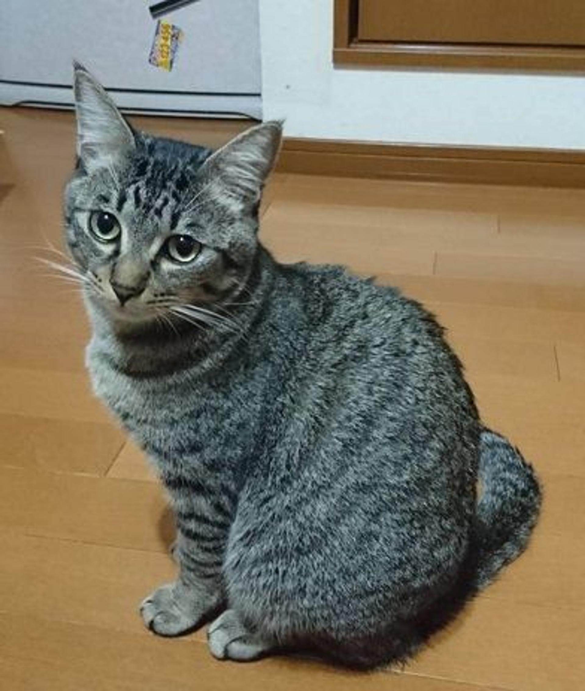 pet-image-2