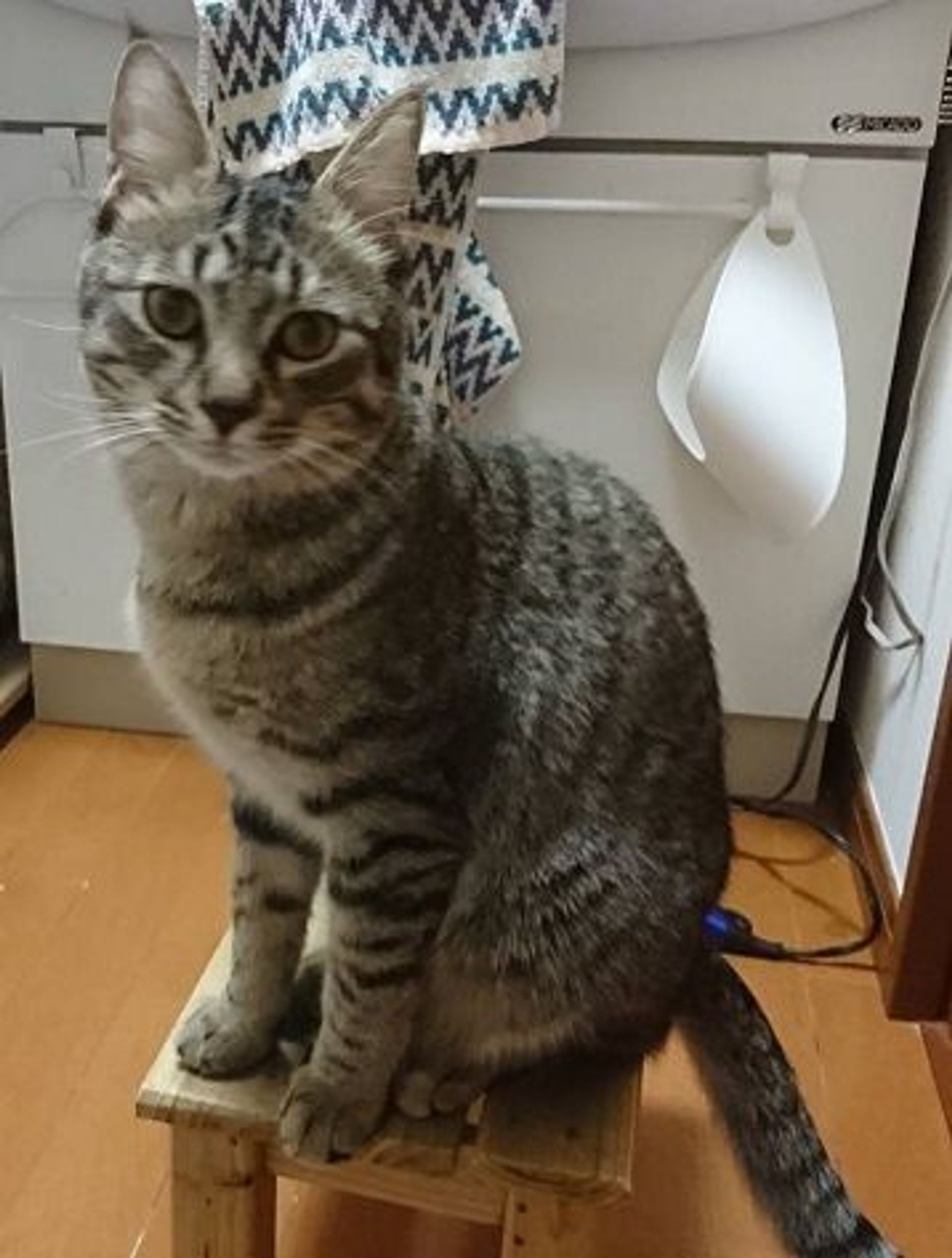 雑種（ミックス猫）・オスの里親募集の写真