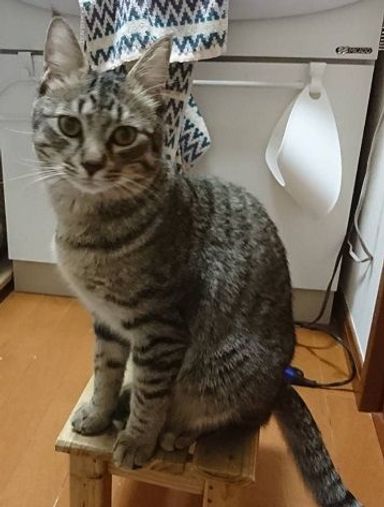 れんくんの写真