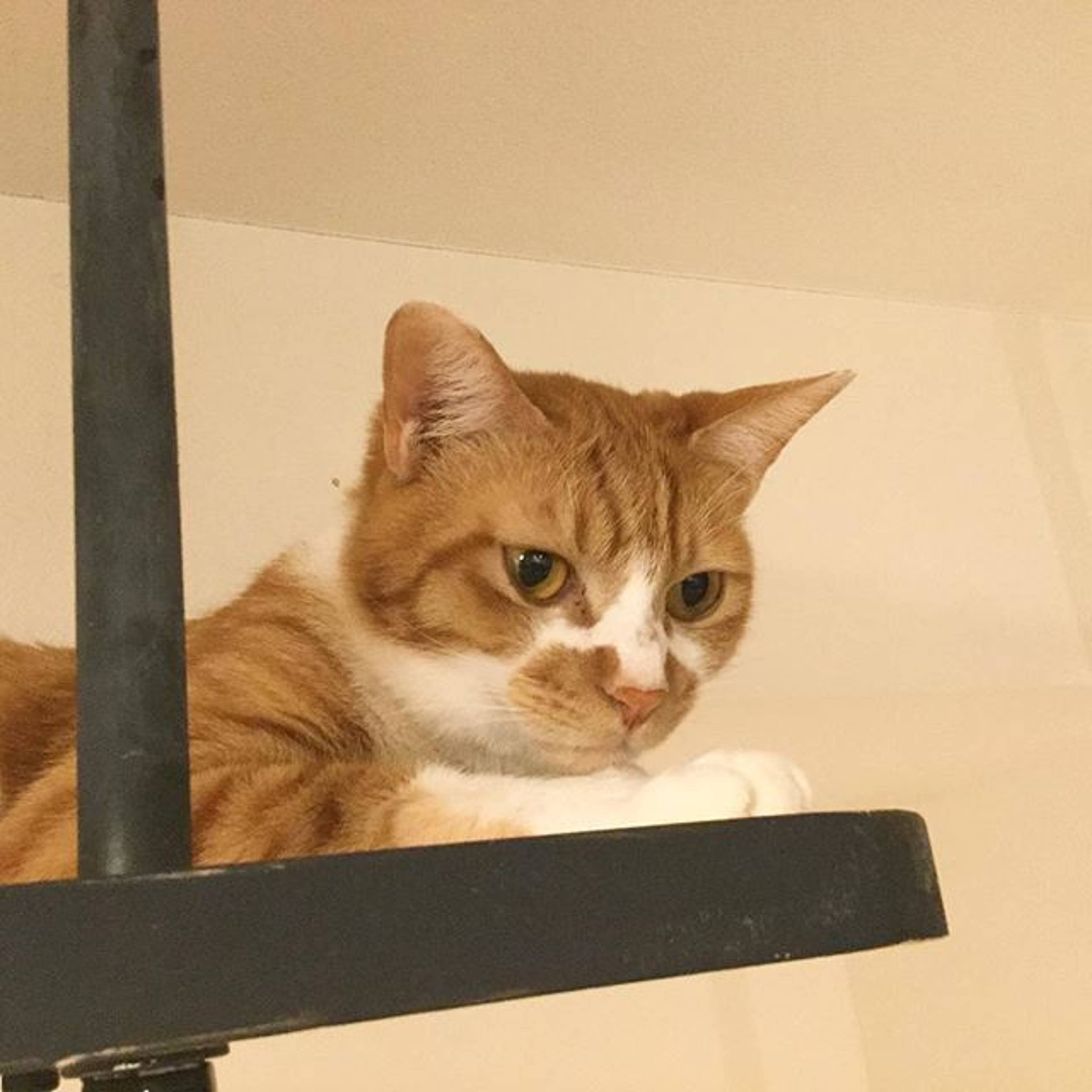 雑種（ミックス猫）・オスの里親募集の写真
