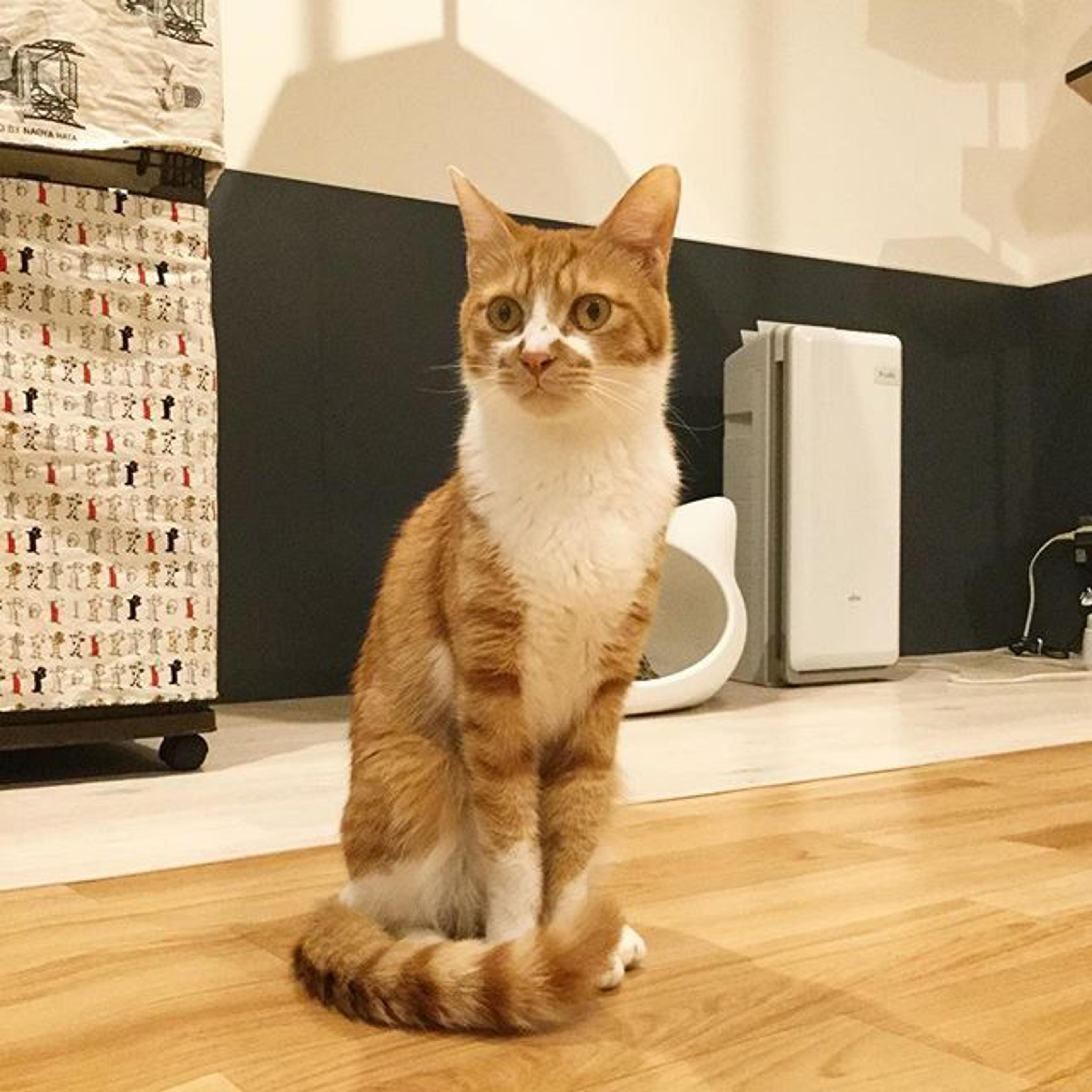 pet-image-2