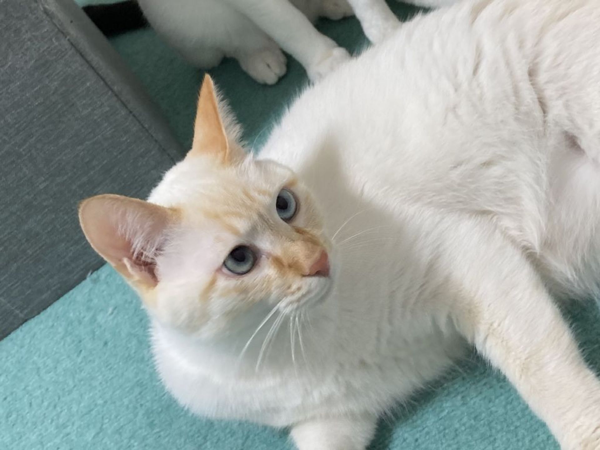 雑種（ミックス猫）・オスの里親募集の写真