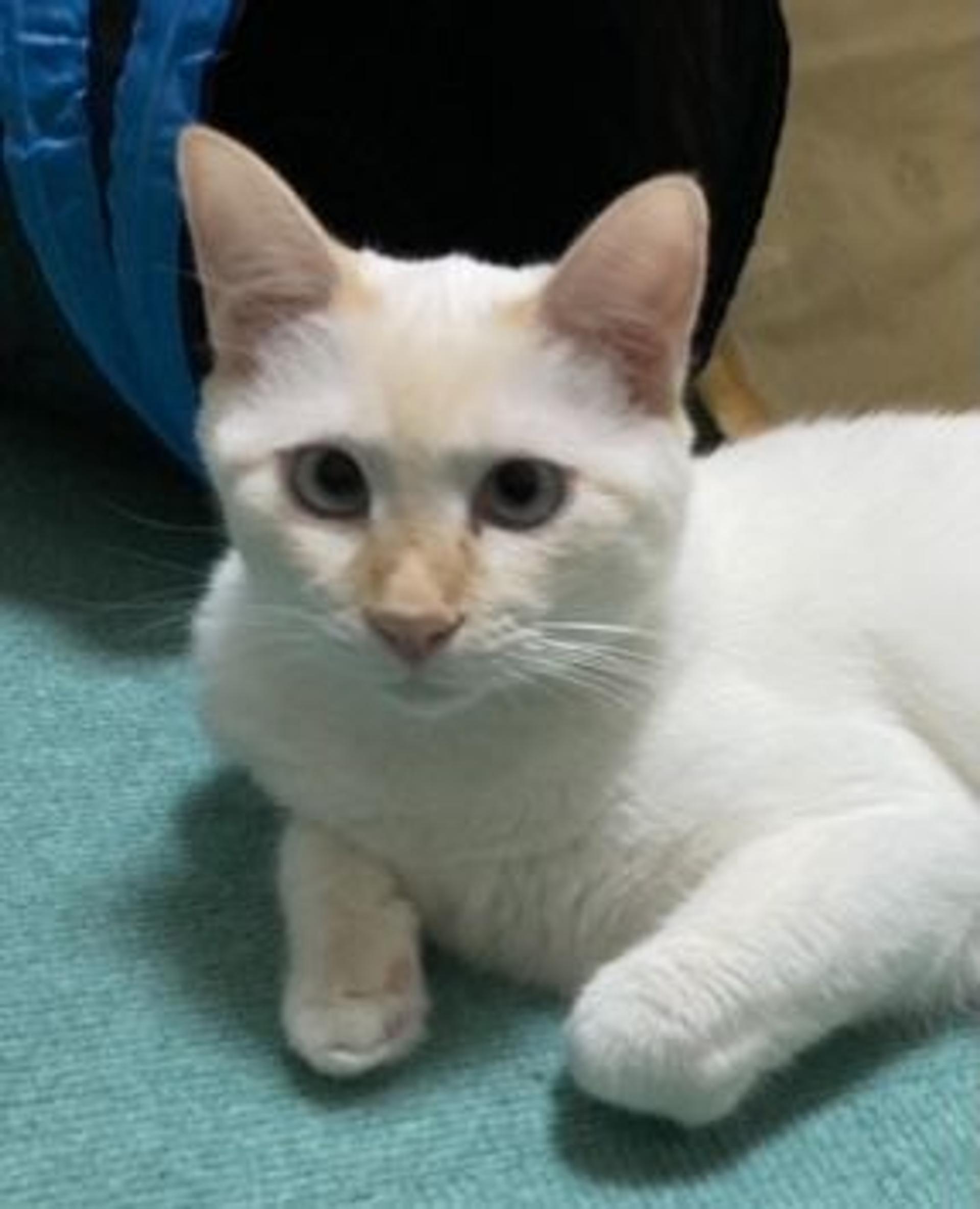 pet-image-2