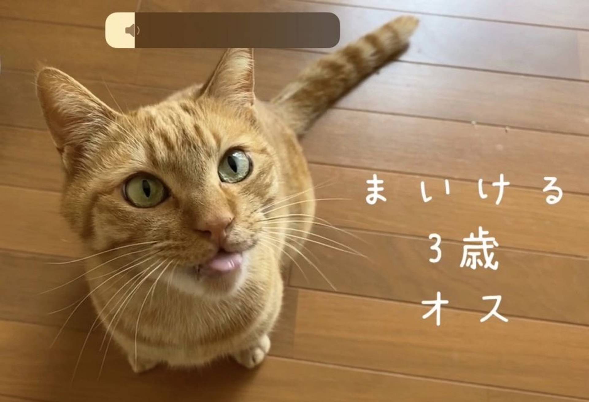 雑種（ミックス猫）・オスの里親募集の写真