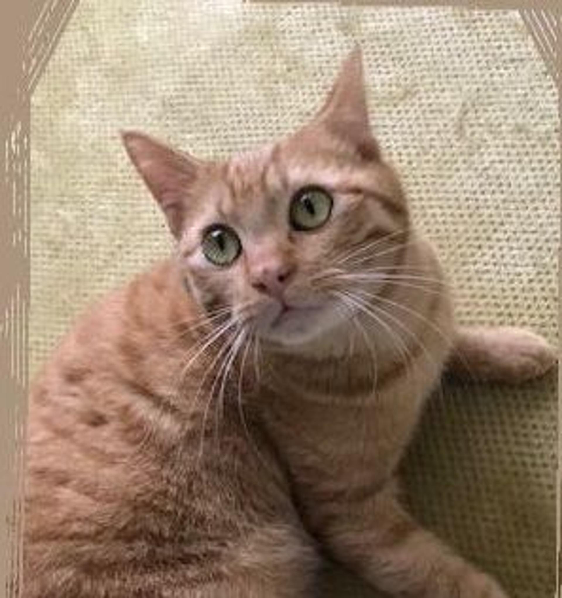 pet-image-3