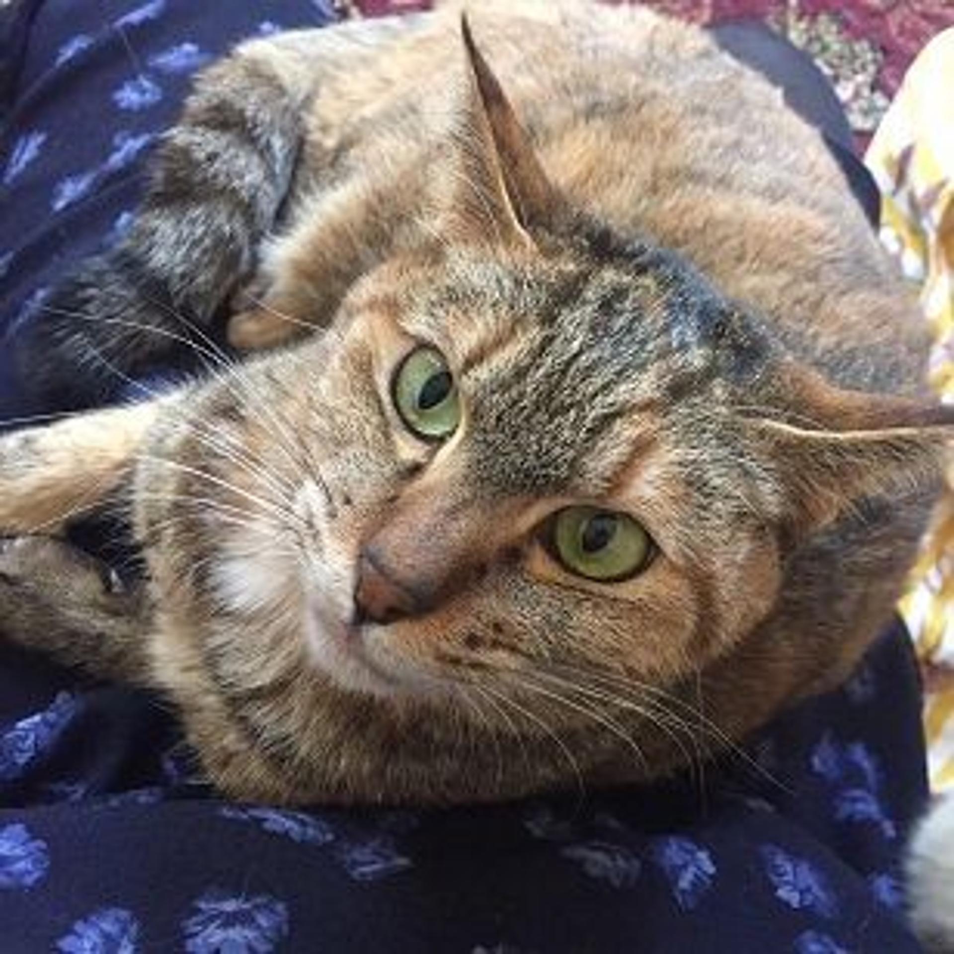 pet-image-2