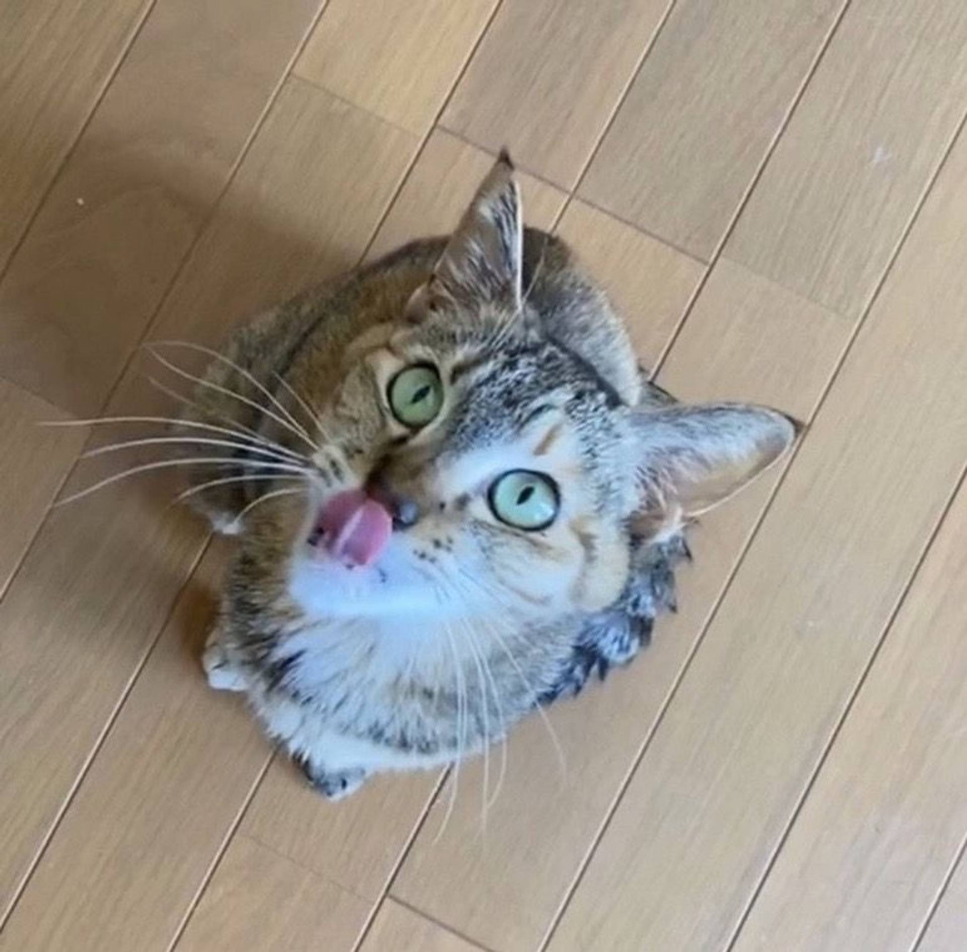 雑種（ミックス猫）・メスの里親募集の写真