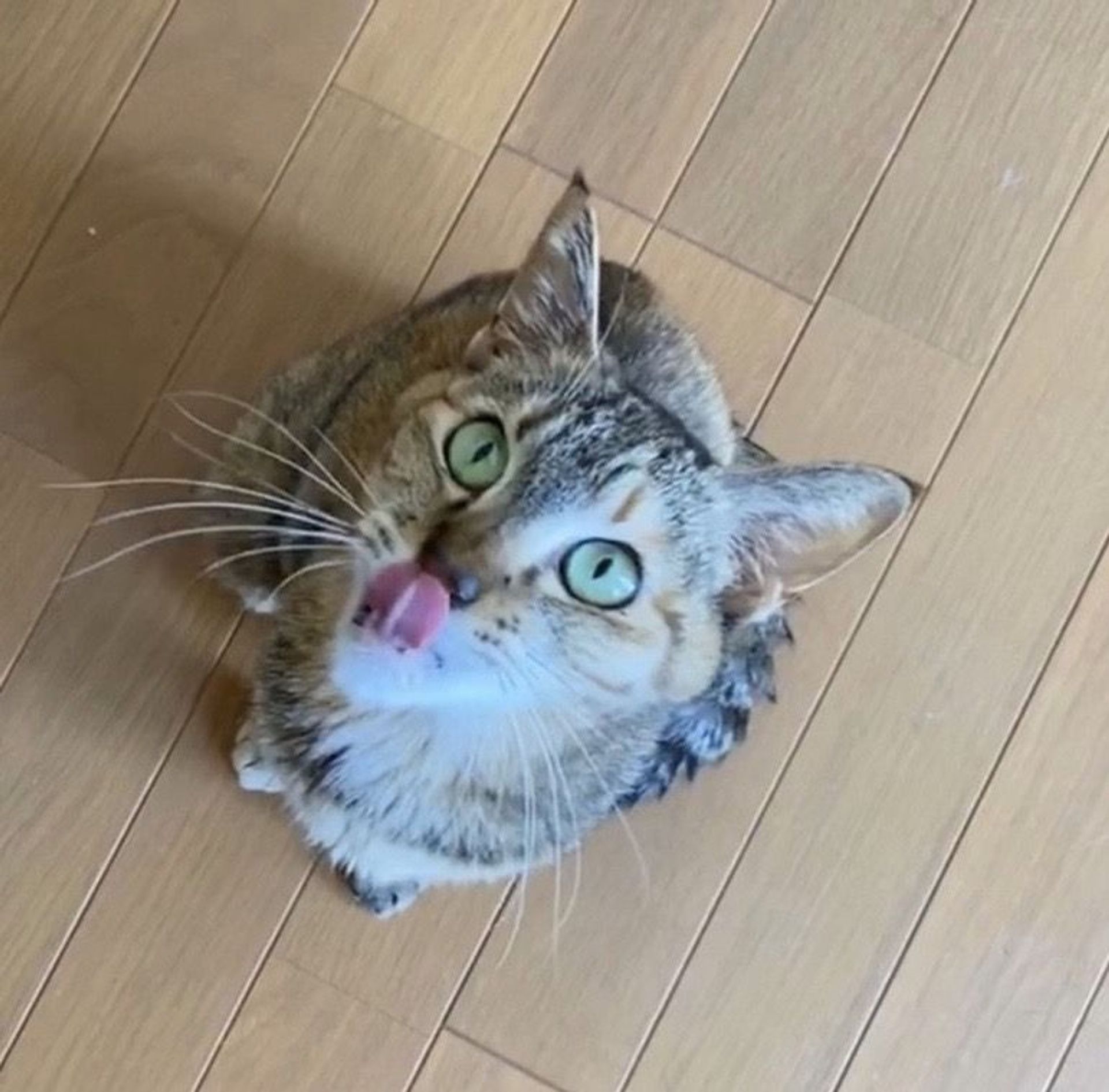 雑種（ミックス猫）・メスの里親募集の写真