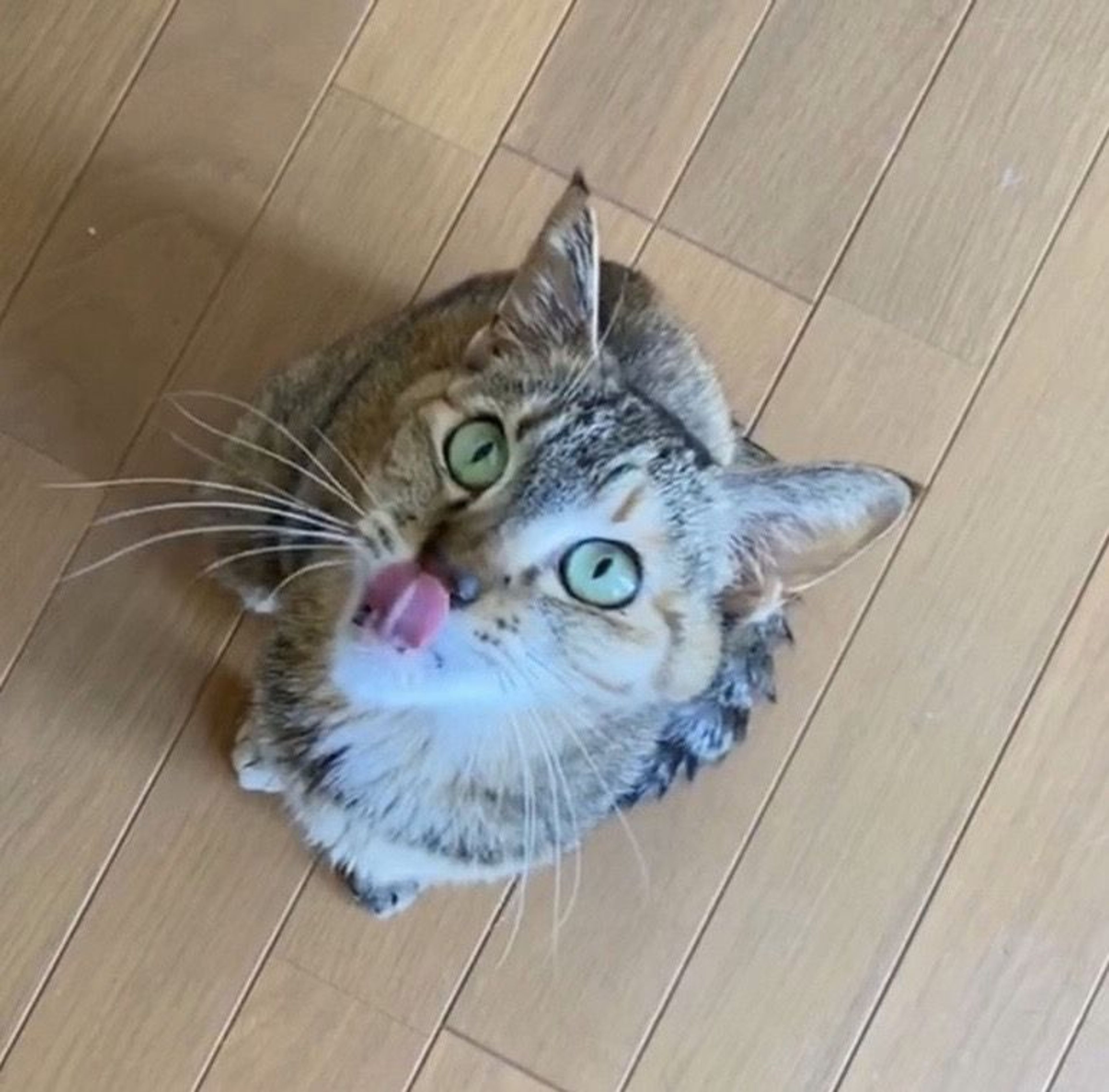 雑種（ミックス猫）・メスの里親募集の写真