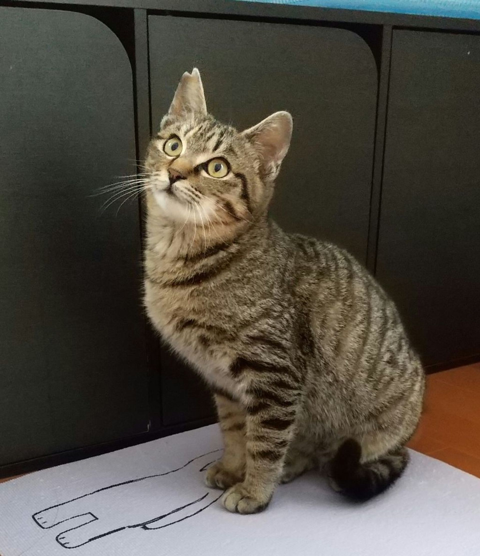 雑種（ミックス猫）・オスの里親募集の写真