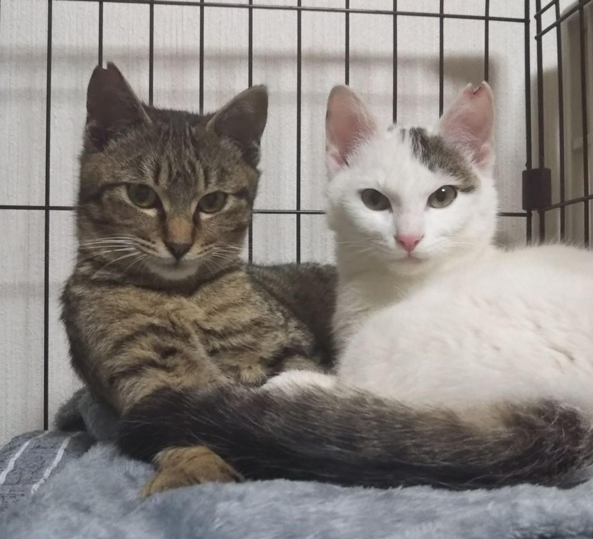 pet-image-2