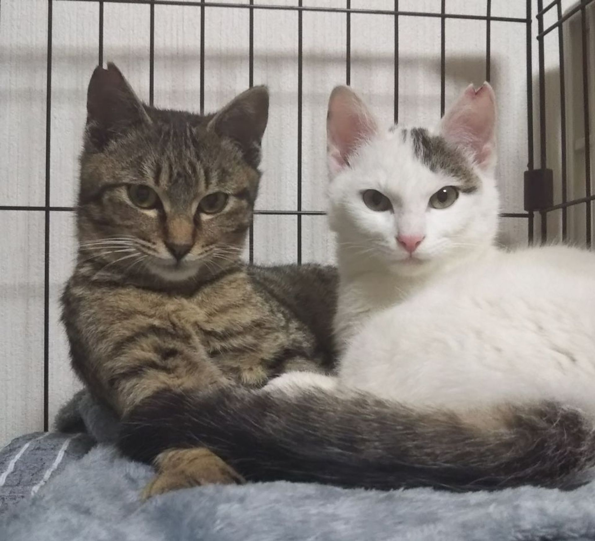 雑種（ミックス猫）・オスの里親募集の写真