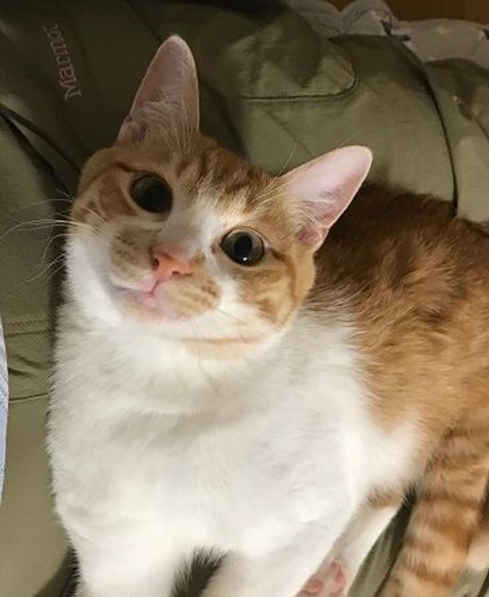 雑種（ミックス猫）・オスの里親募集の写真
