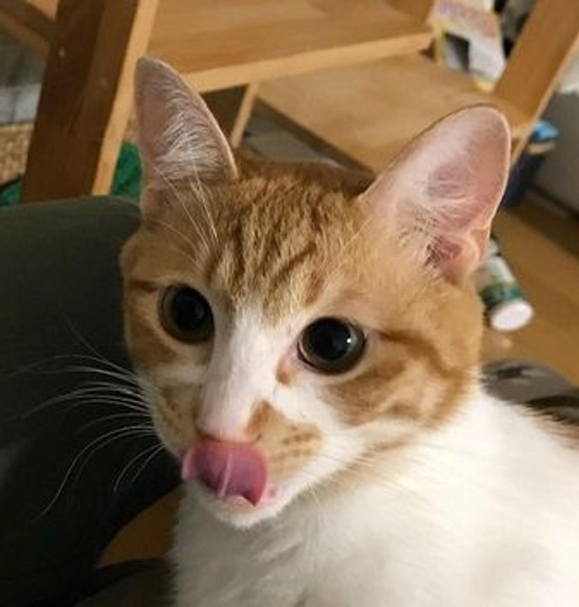 pet-image-4