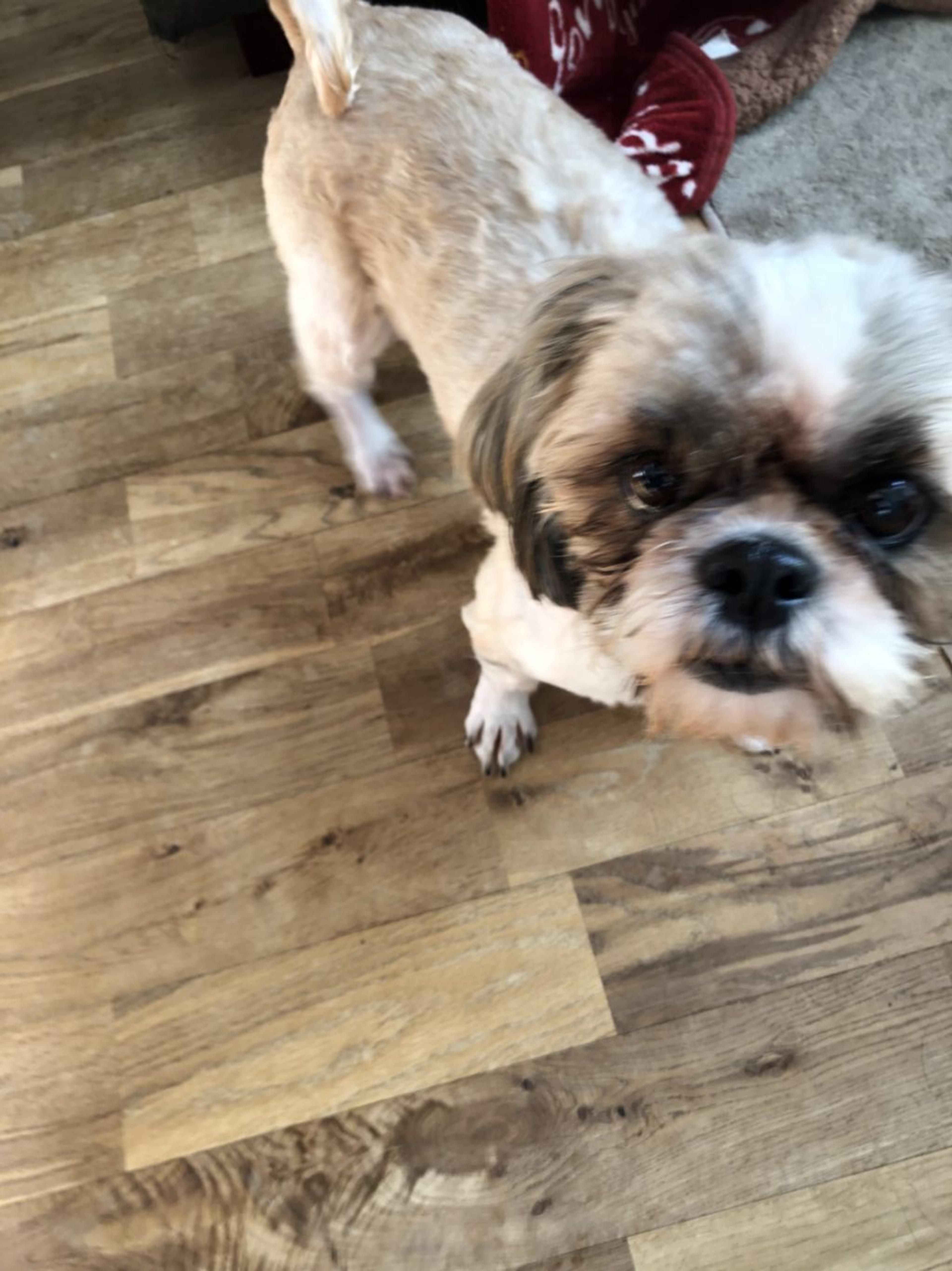 pet-image-2