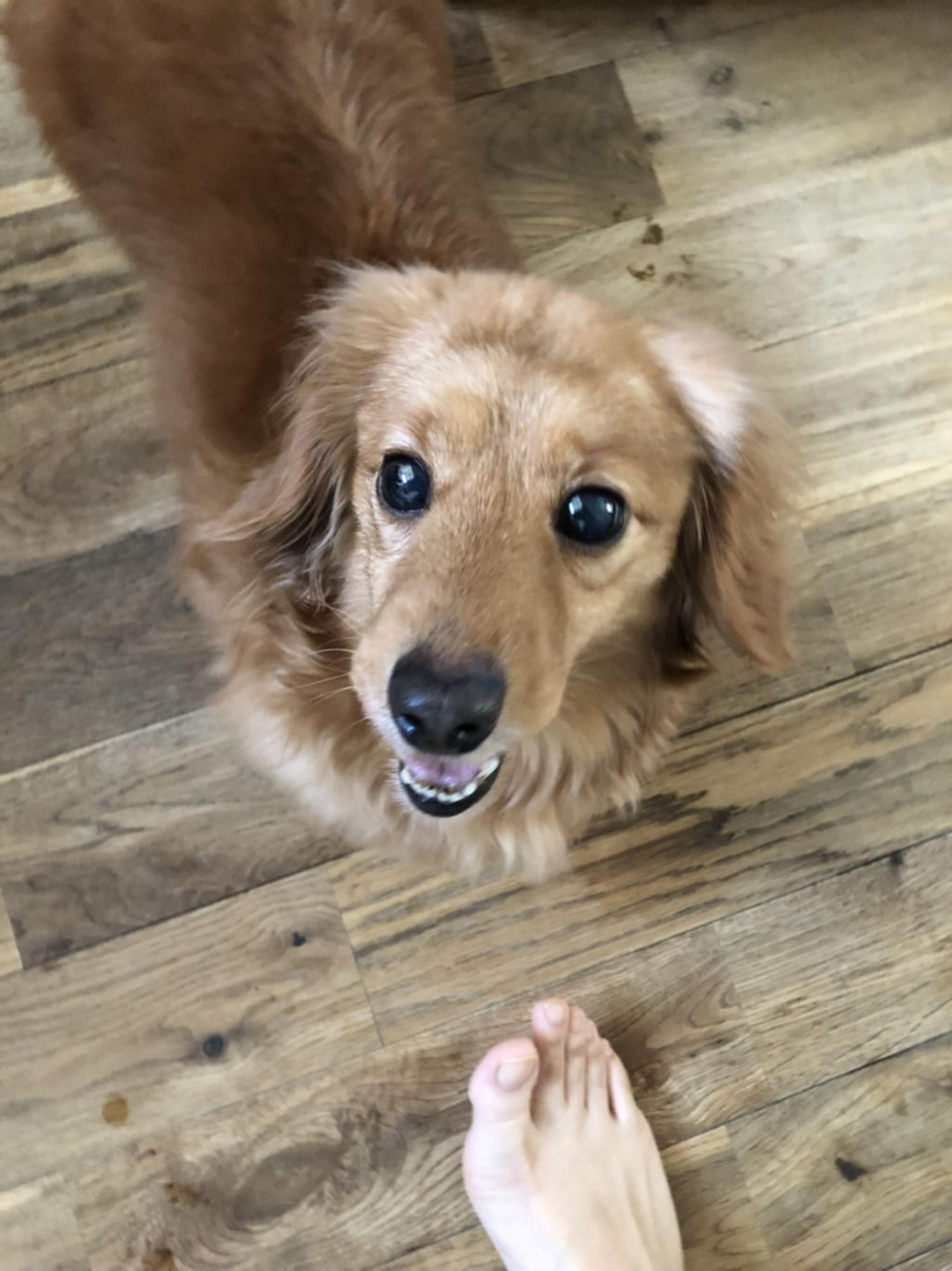 pet-image-2