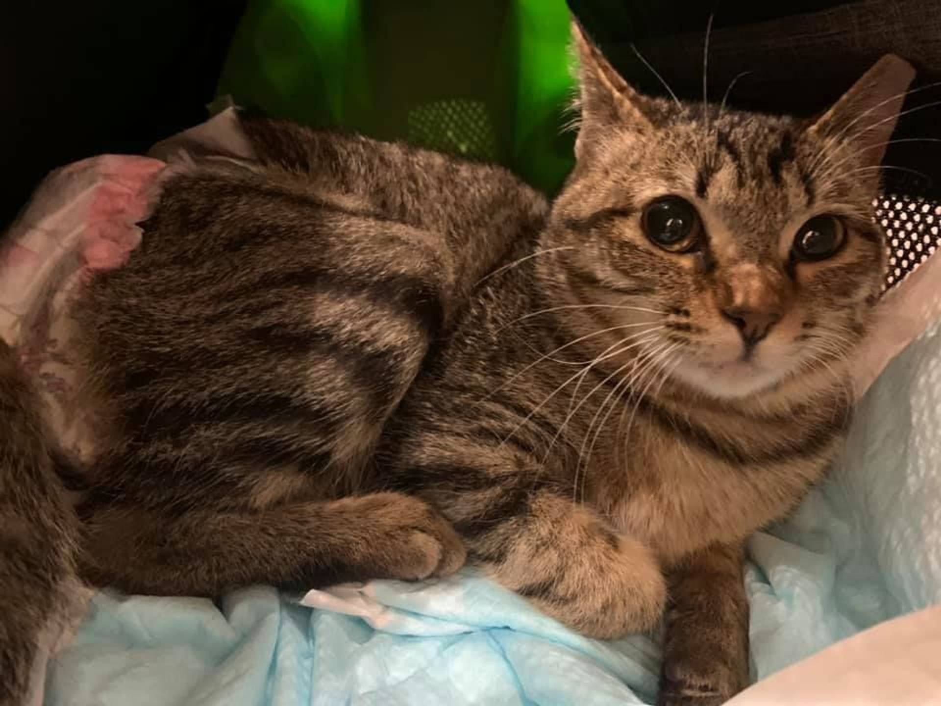 雑種（ミックス猫）・メスの里親募集の写真