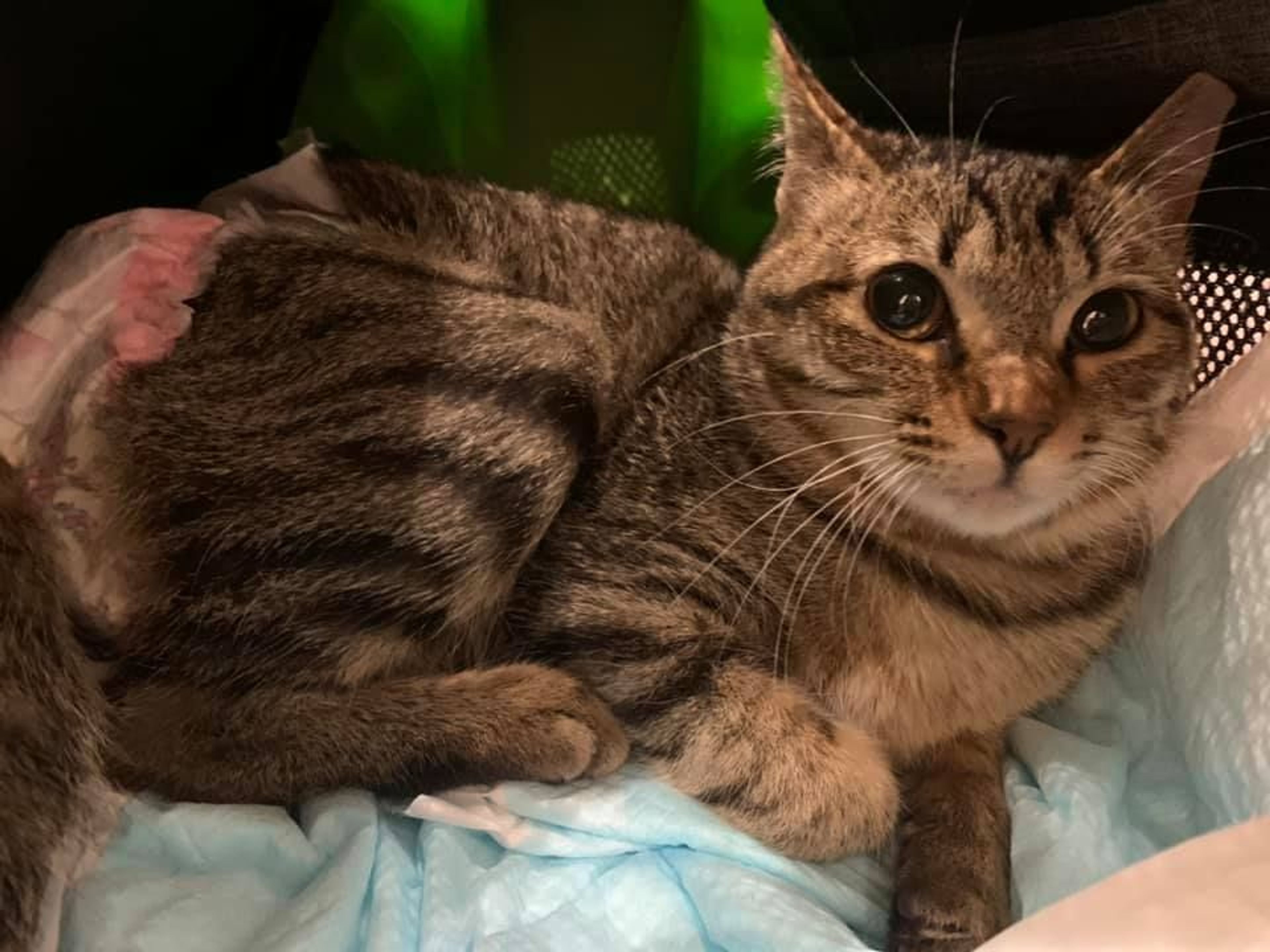 雑種（ミックス猫）・メスの里親募集の写真