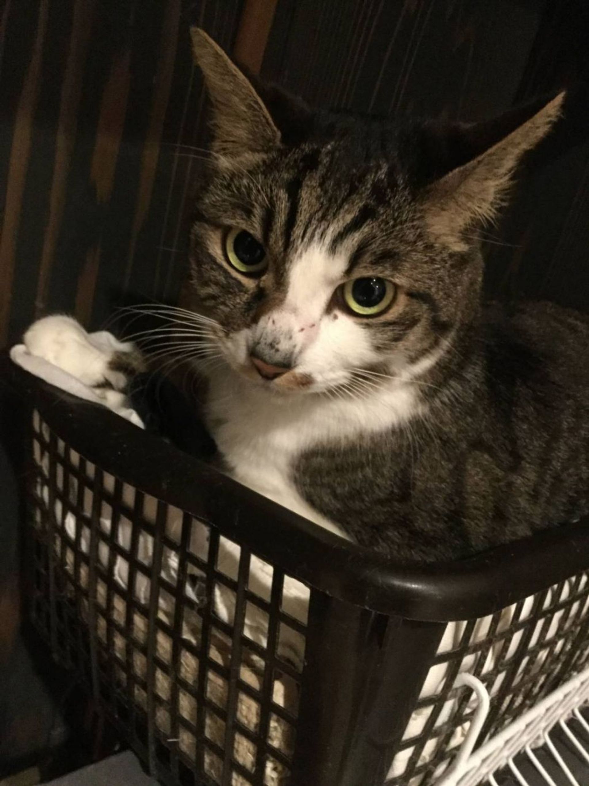 雑種（ミックス猫）・オスの里親募集の写真
