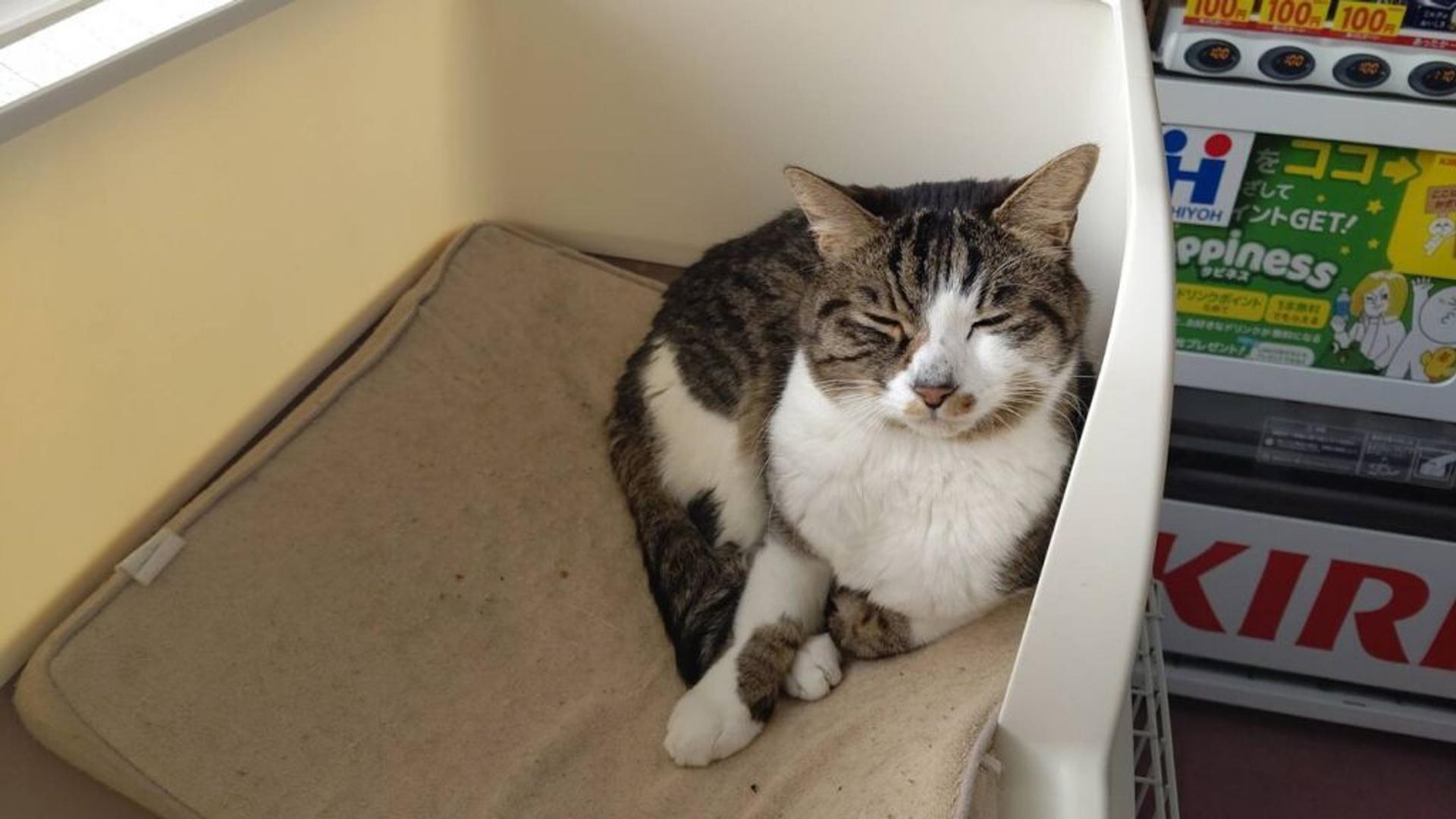 pet-image-2