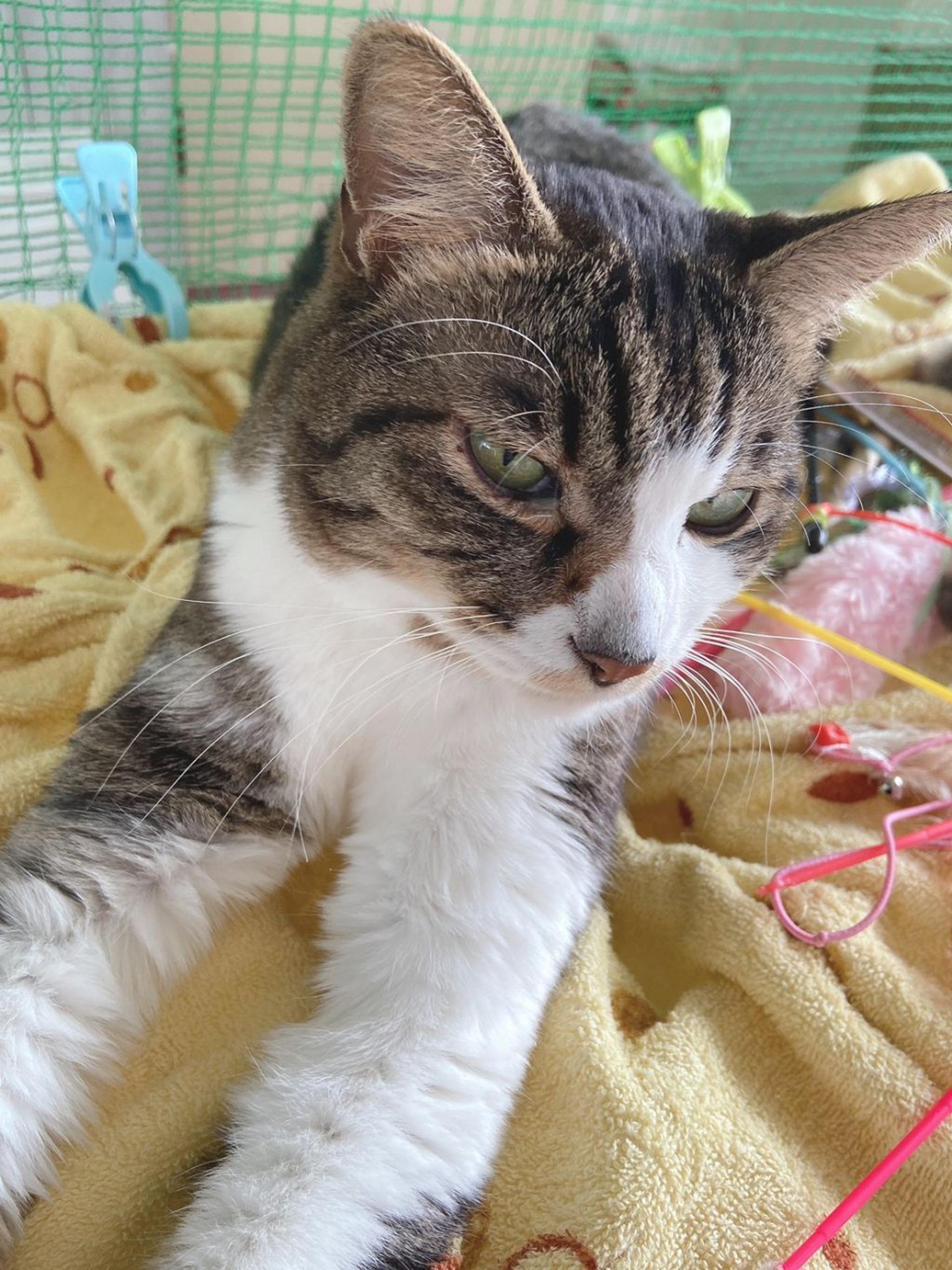 pet-image-3