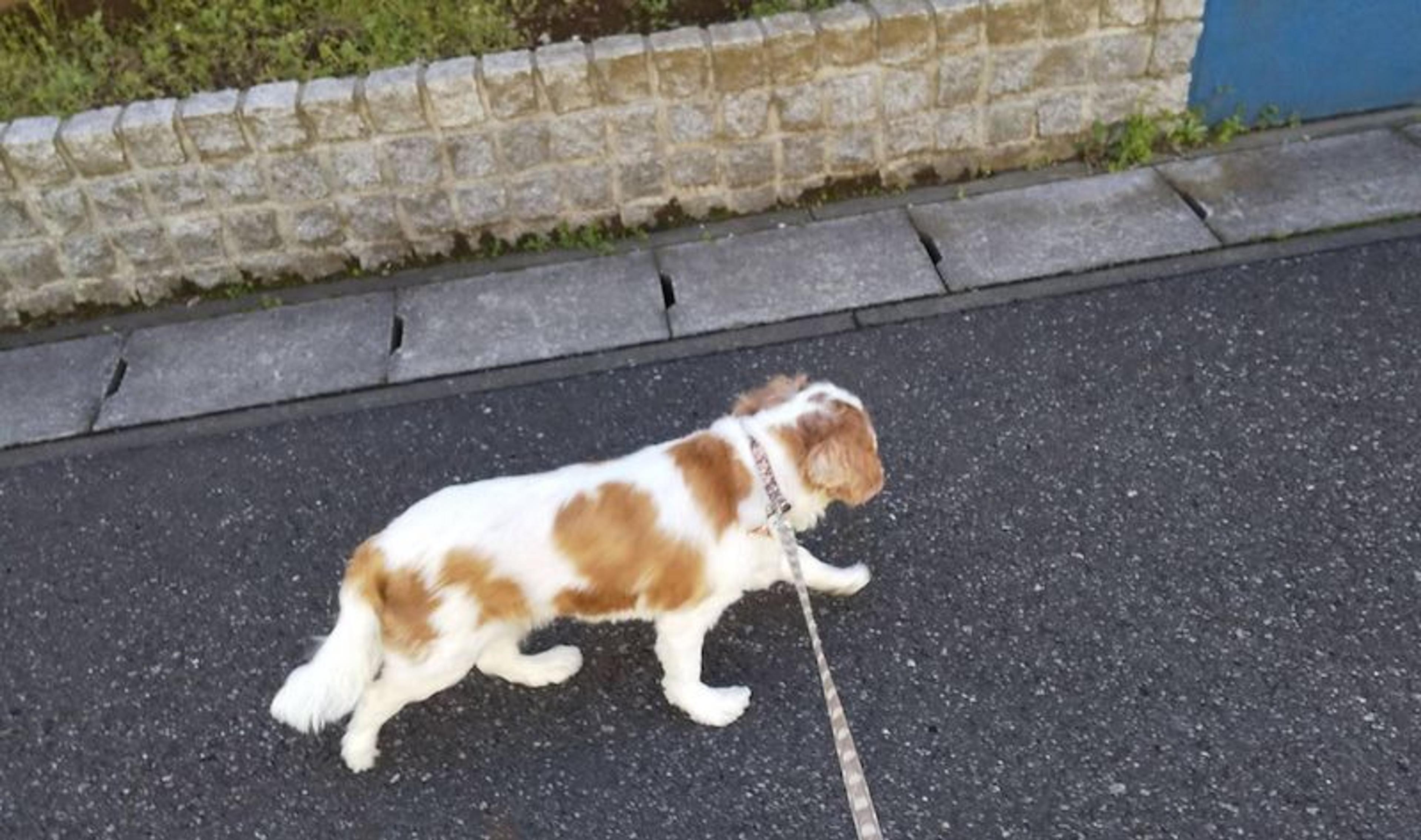 pet-image-4