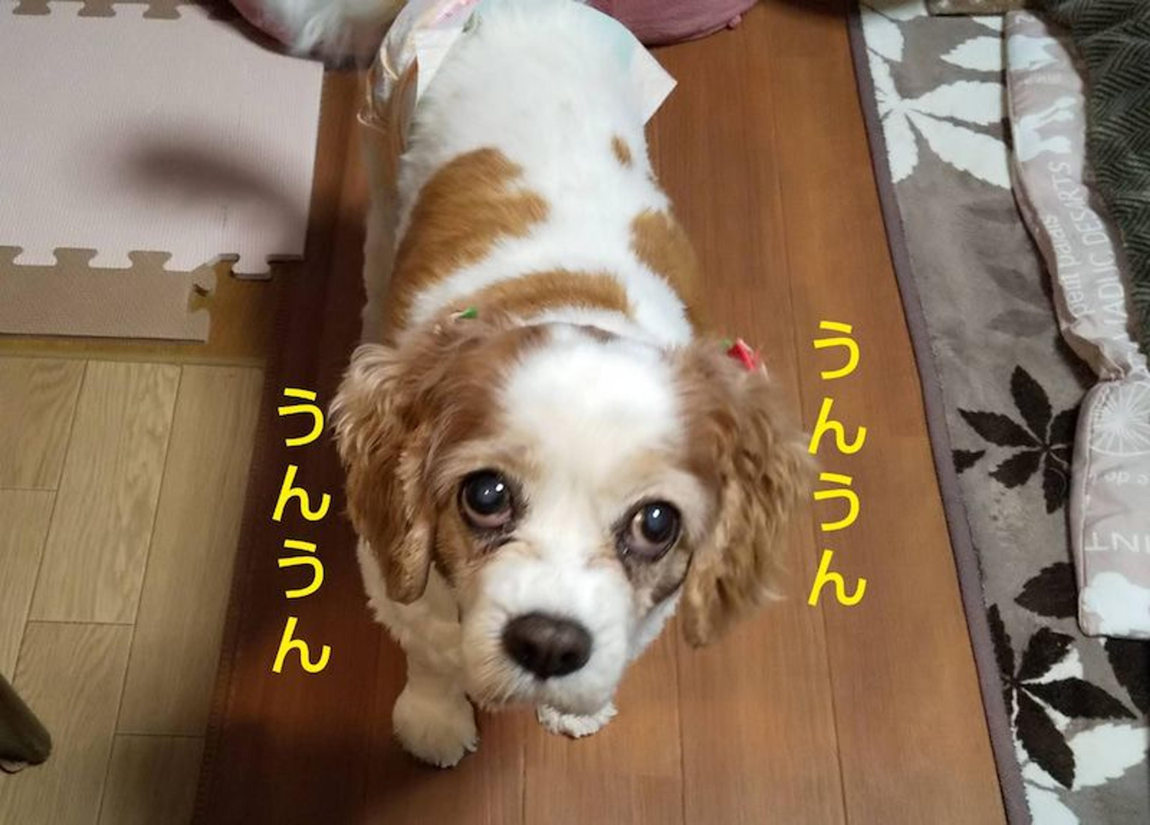 pet-image-2