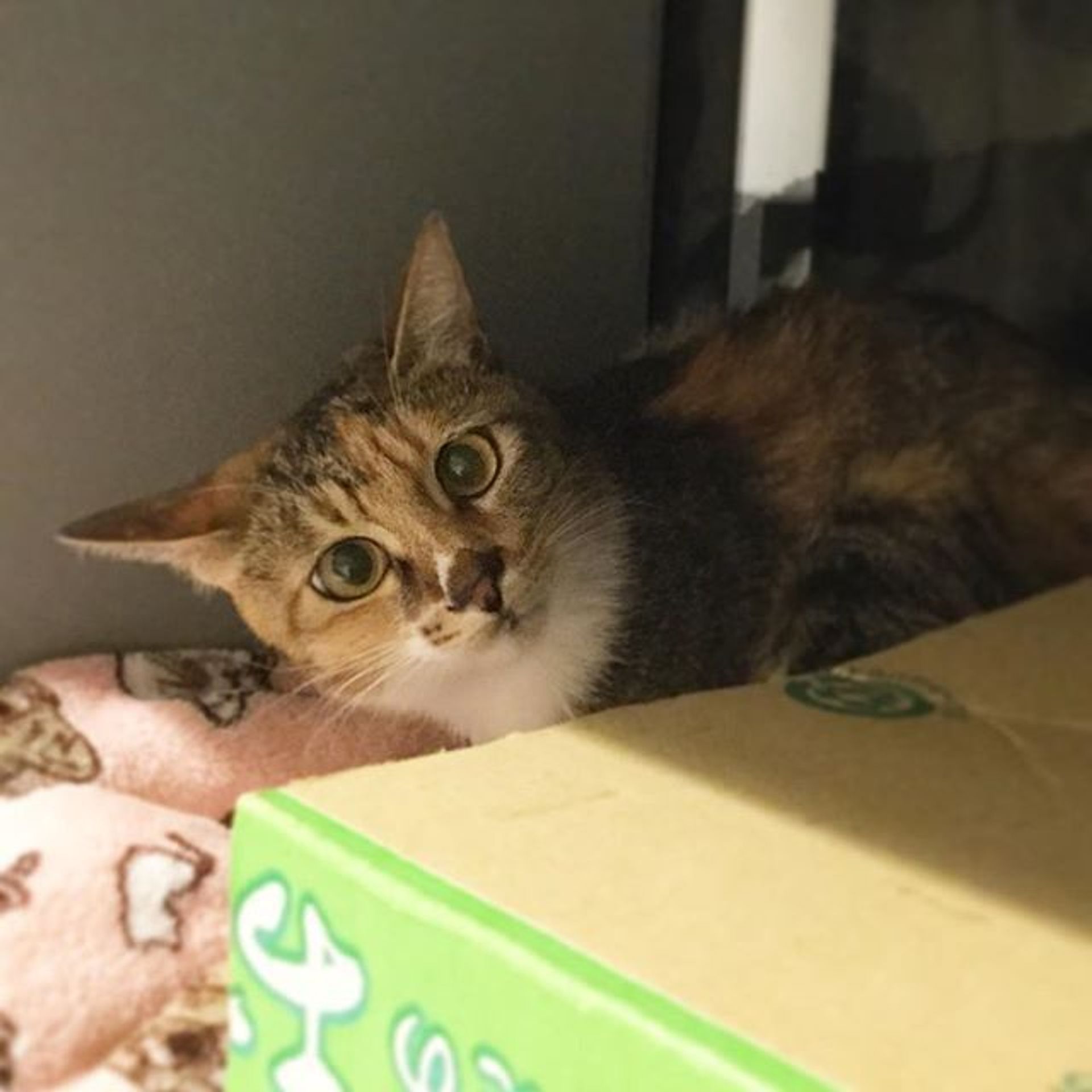 雑種（ミックス猫）・メスの里親募集の写真