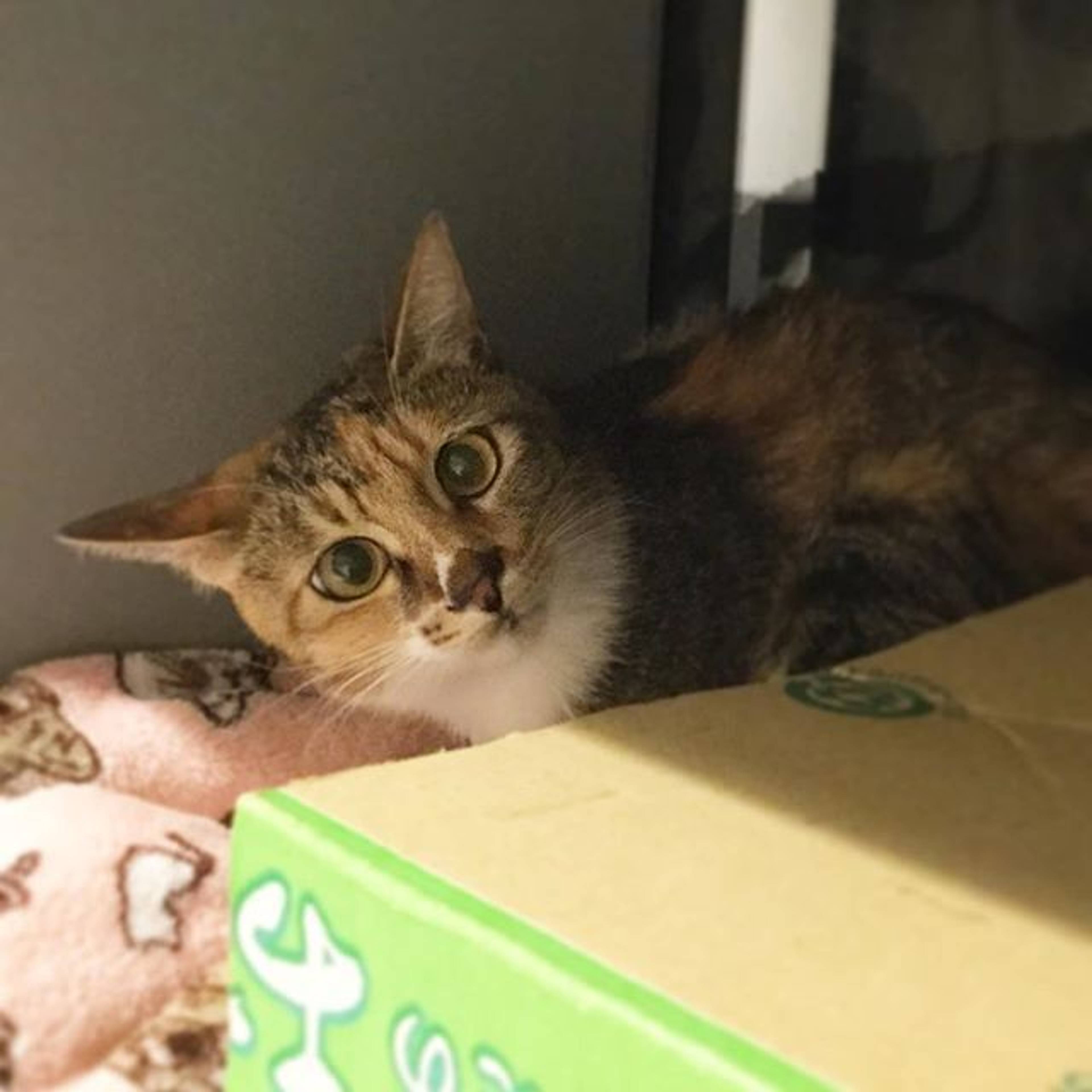 雑種（ミックス猫）・メスの里親募集の写真
