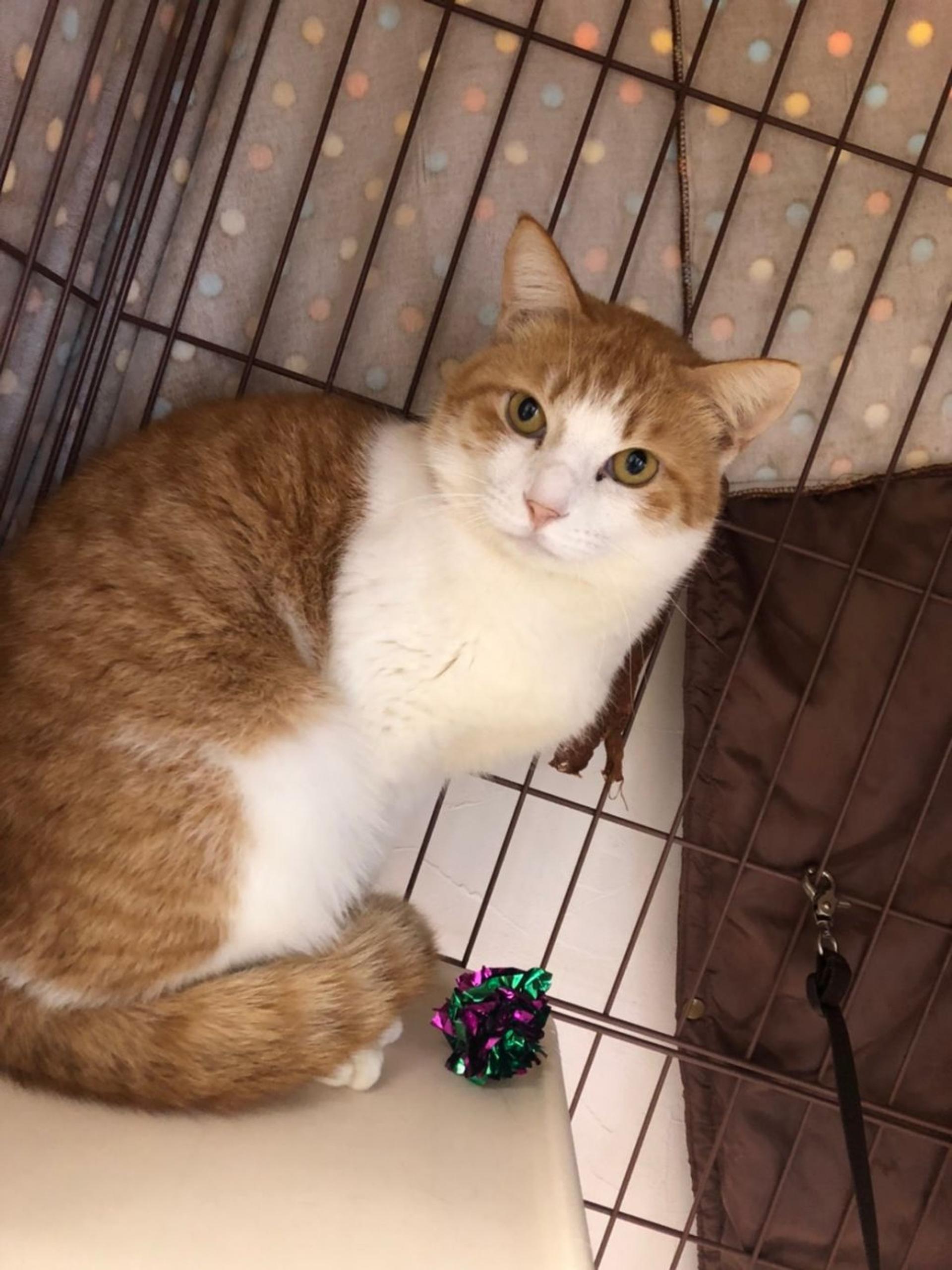 pet-image-3