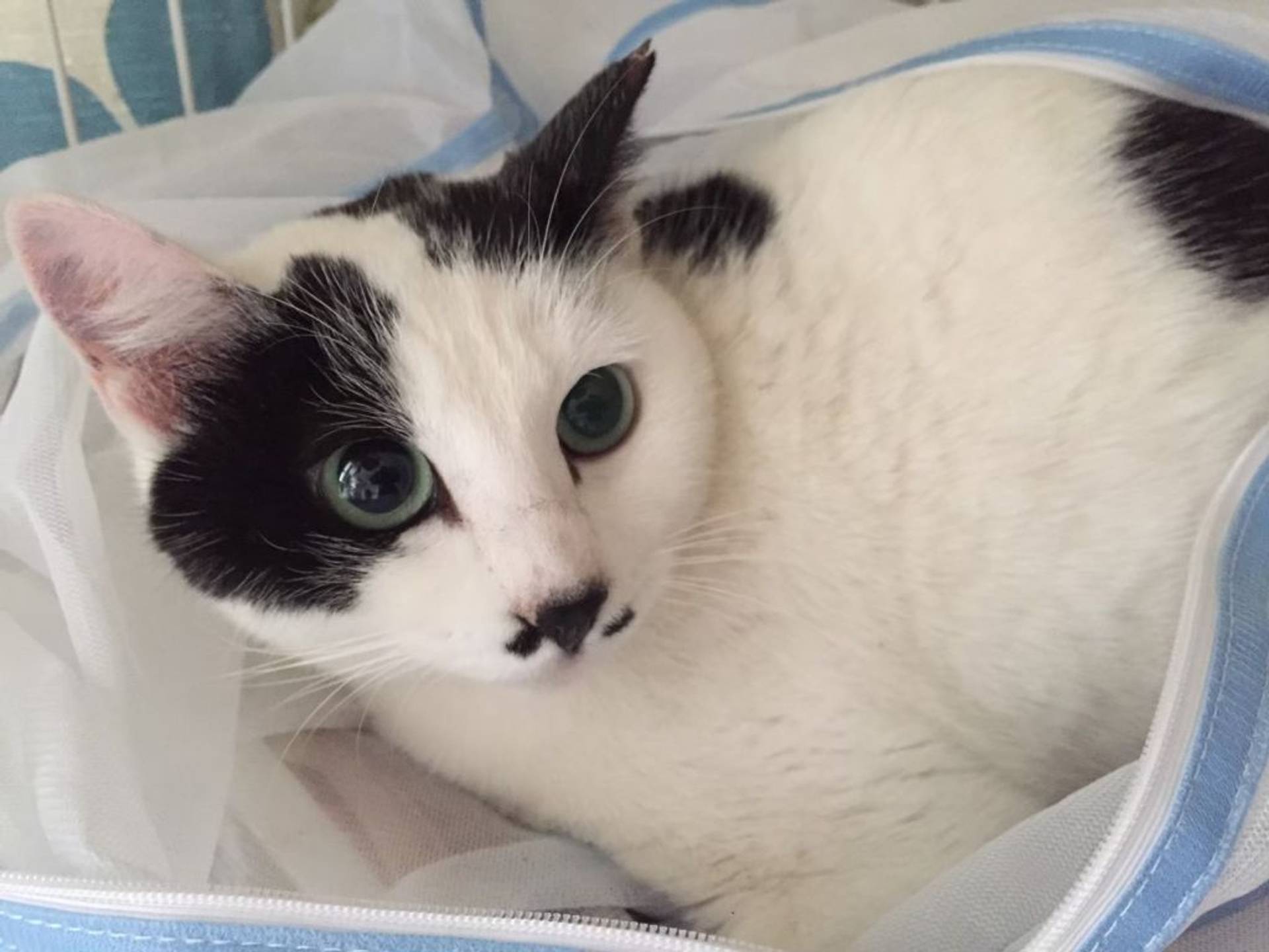 雑種（ミックス猫）・メスの里親募集の写真