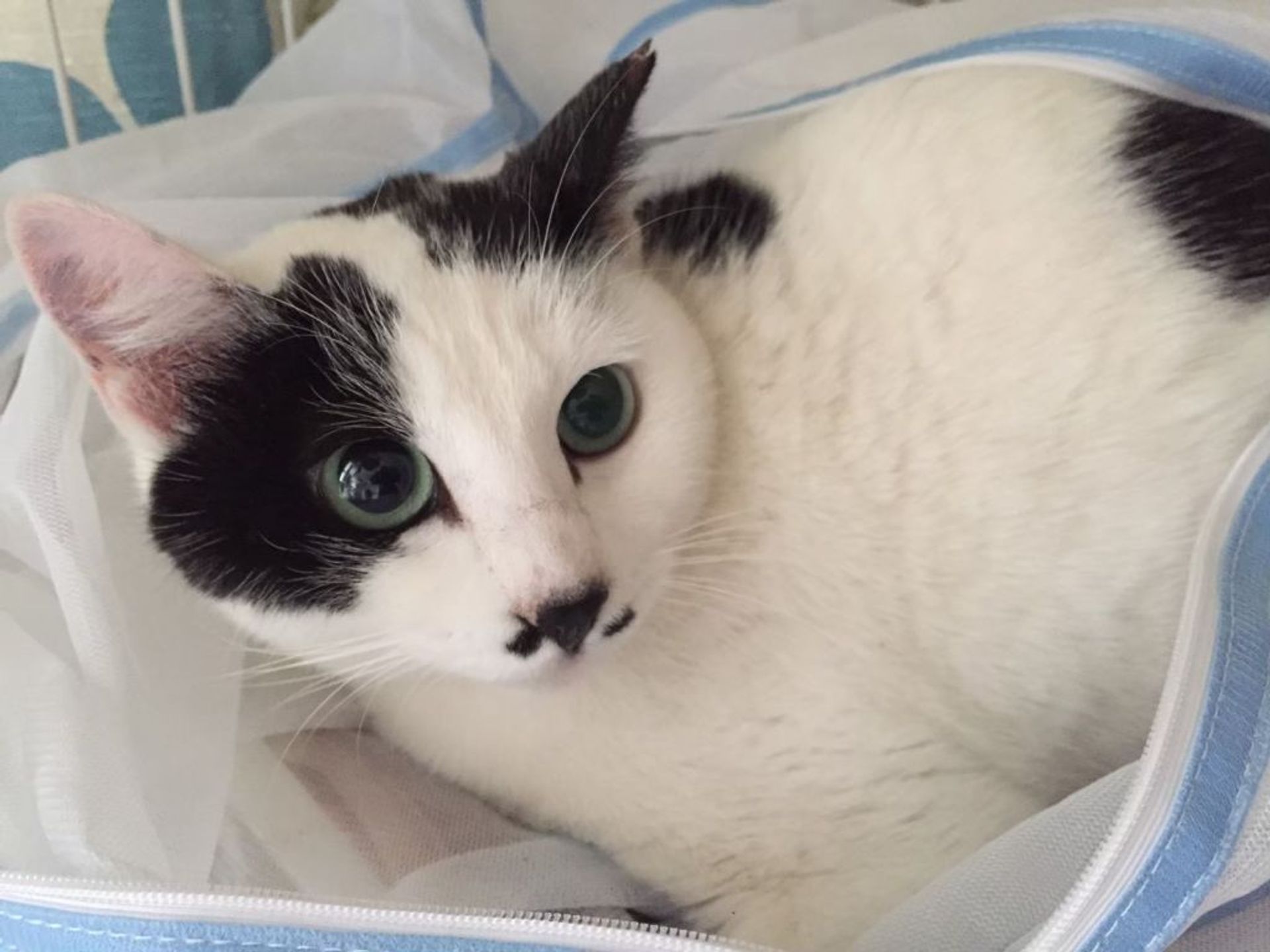 雑種（ミックス猫）・メスの里親募集の写真