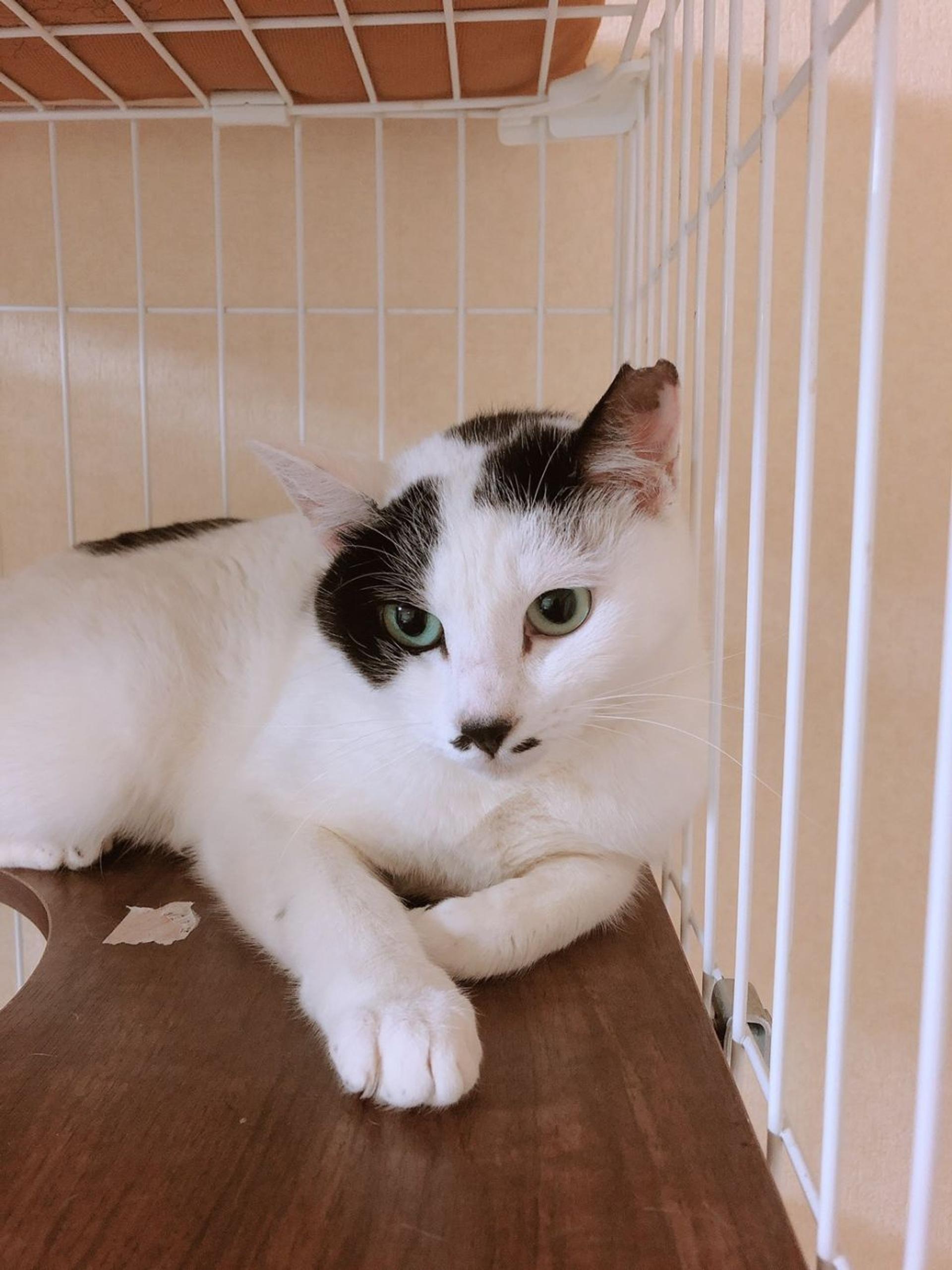 pet-image-2