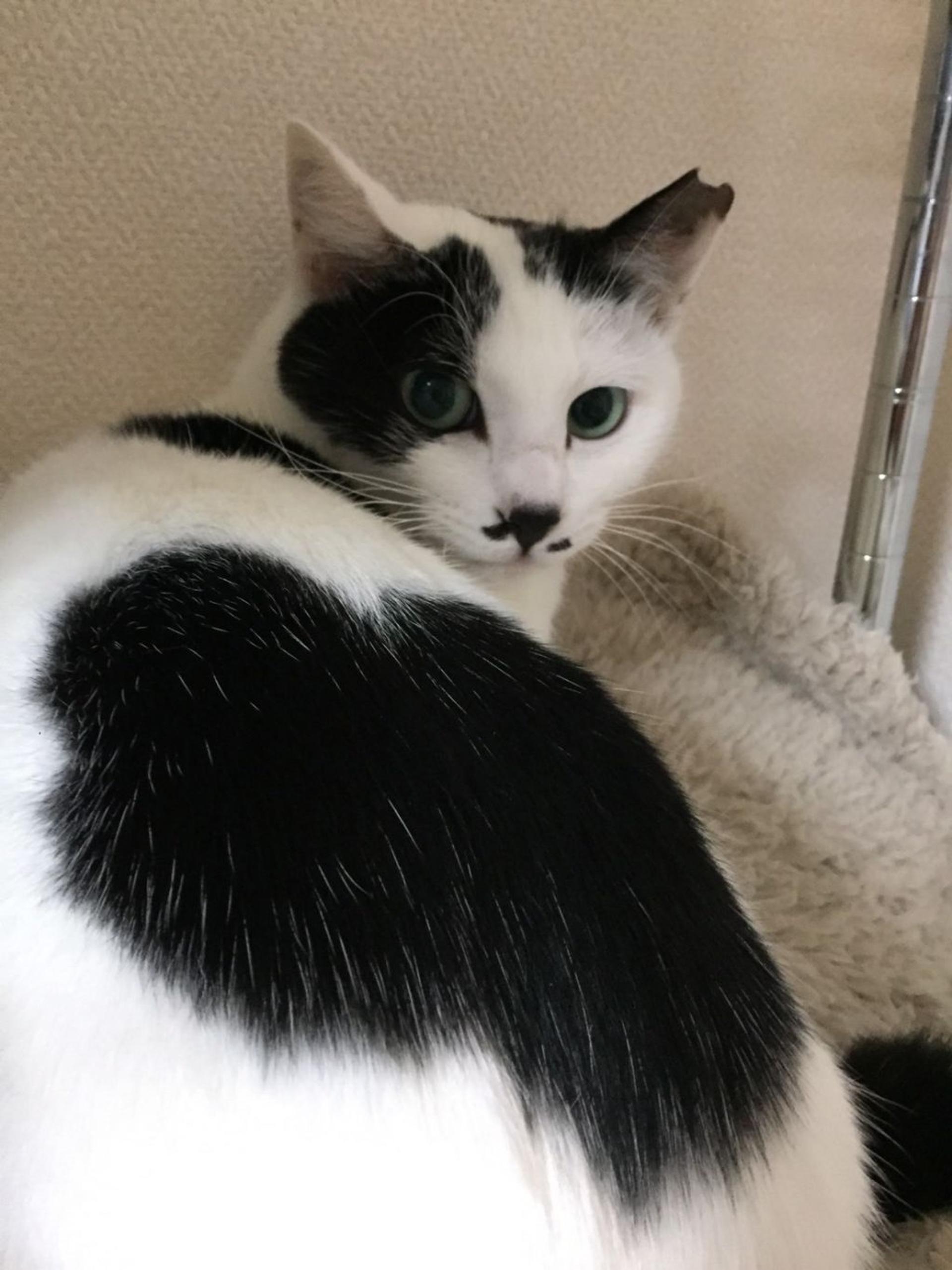 pet-image-3