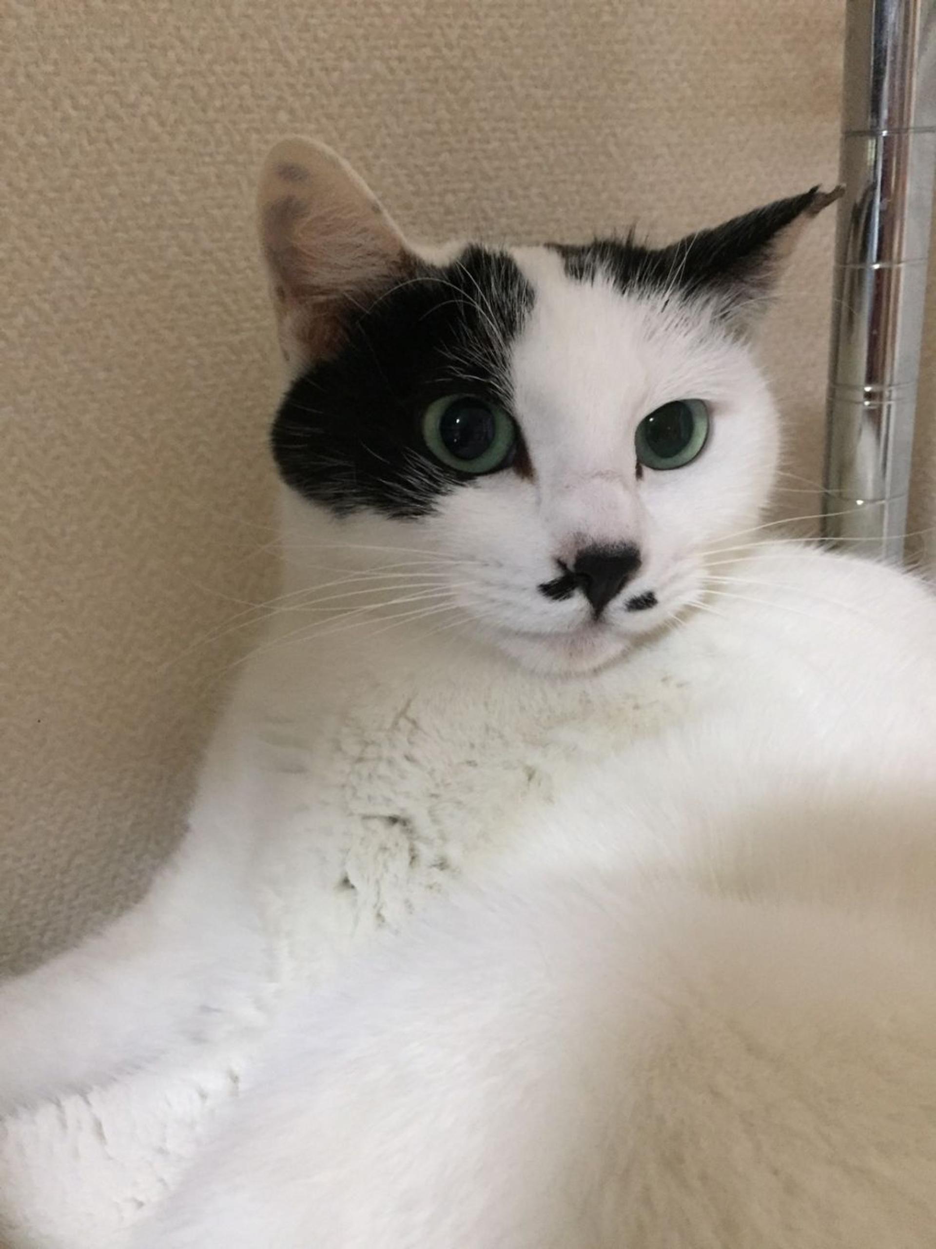 pet-image-4