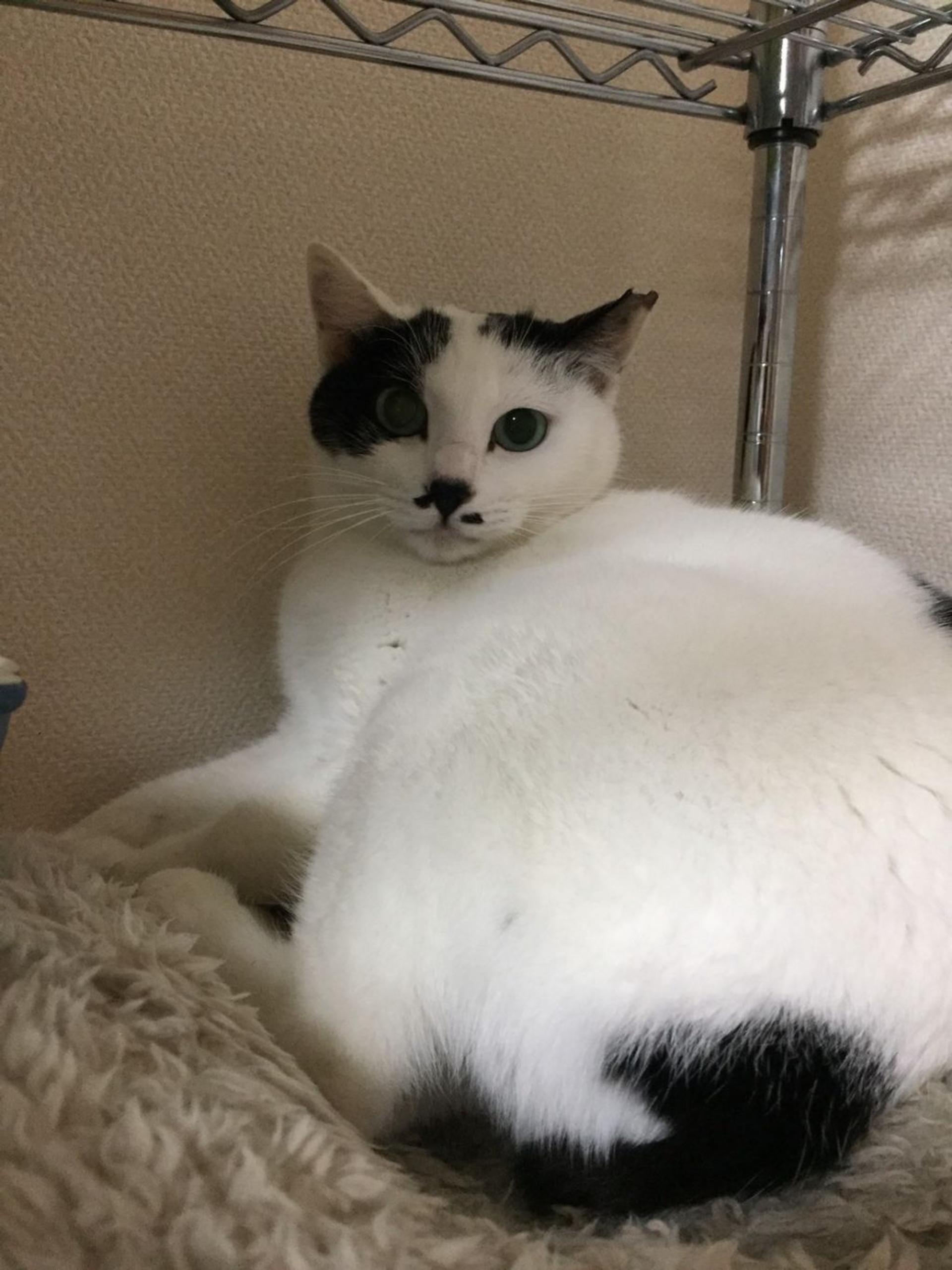 pet-image-5