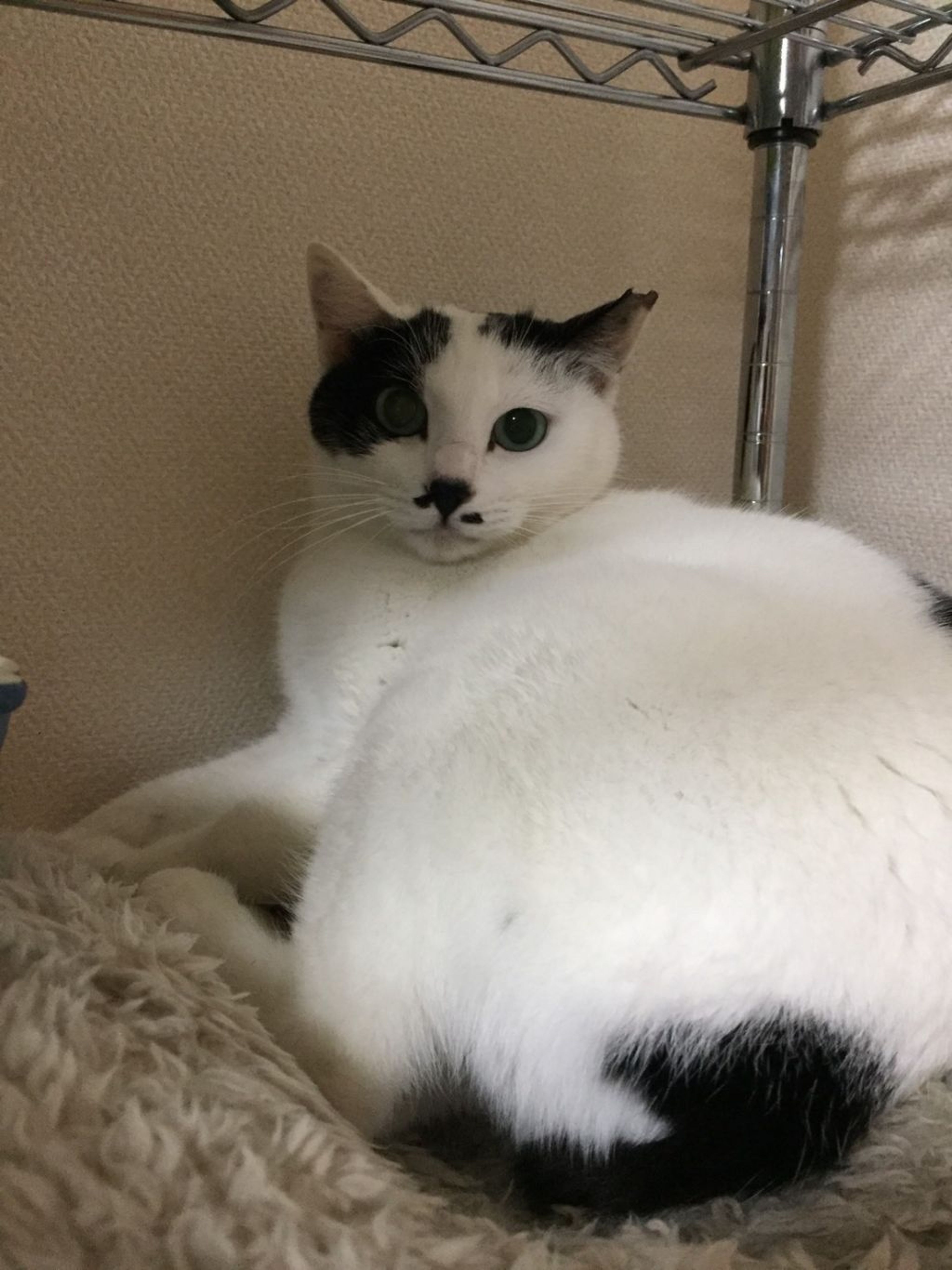 pet-image-5